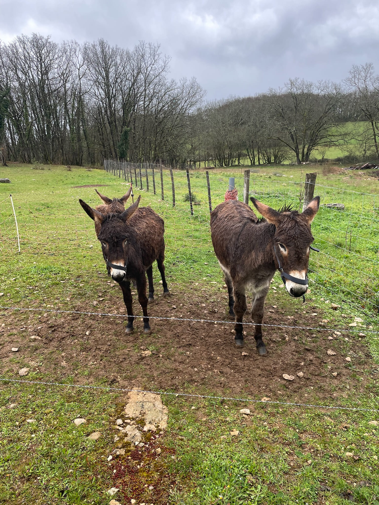 Le Safari de Saint-Cirq-Lapopie, Saint-Cirq-Lapopie - photo 29