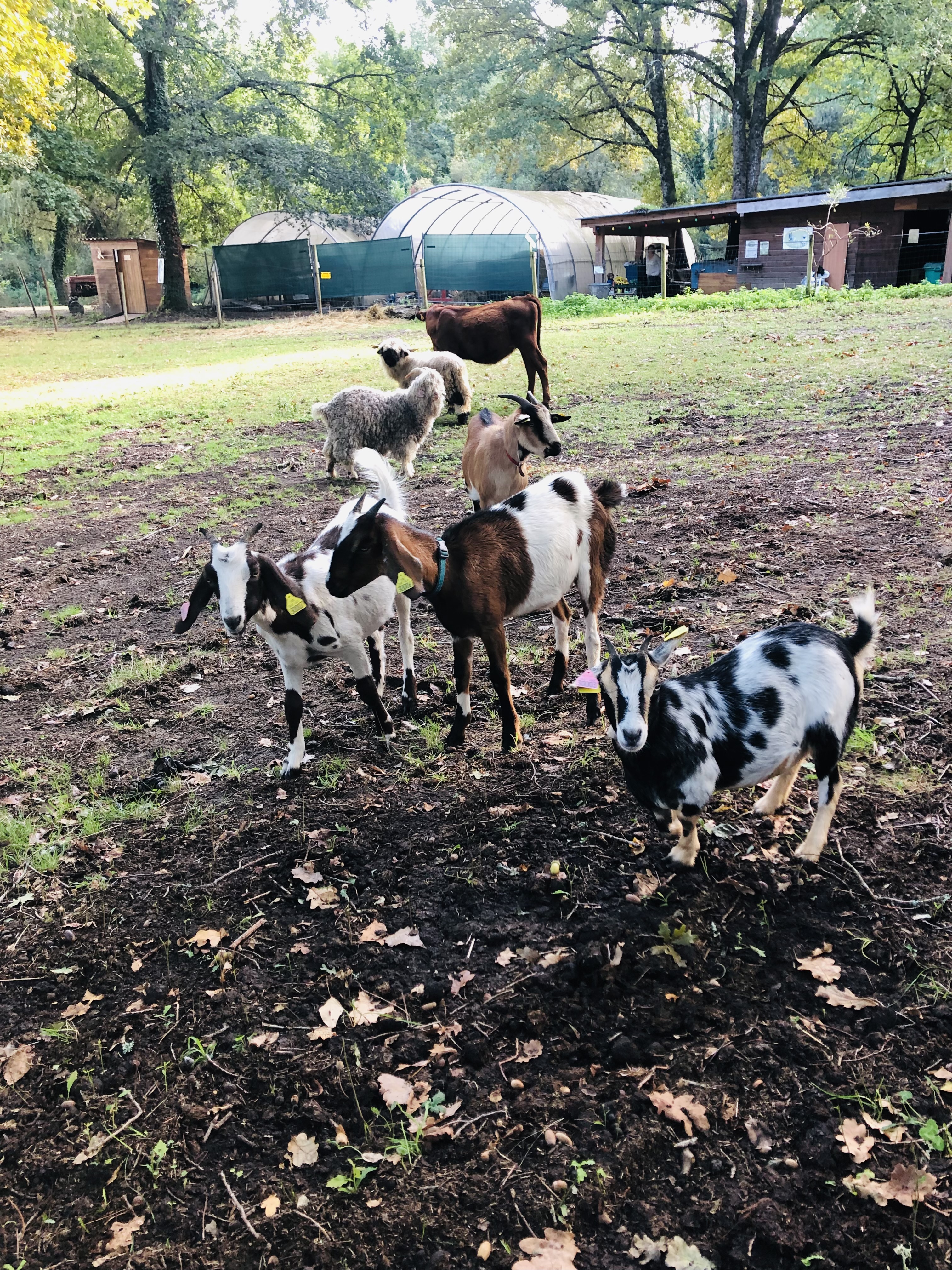 Pâques à la ferme