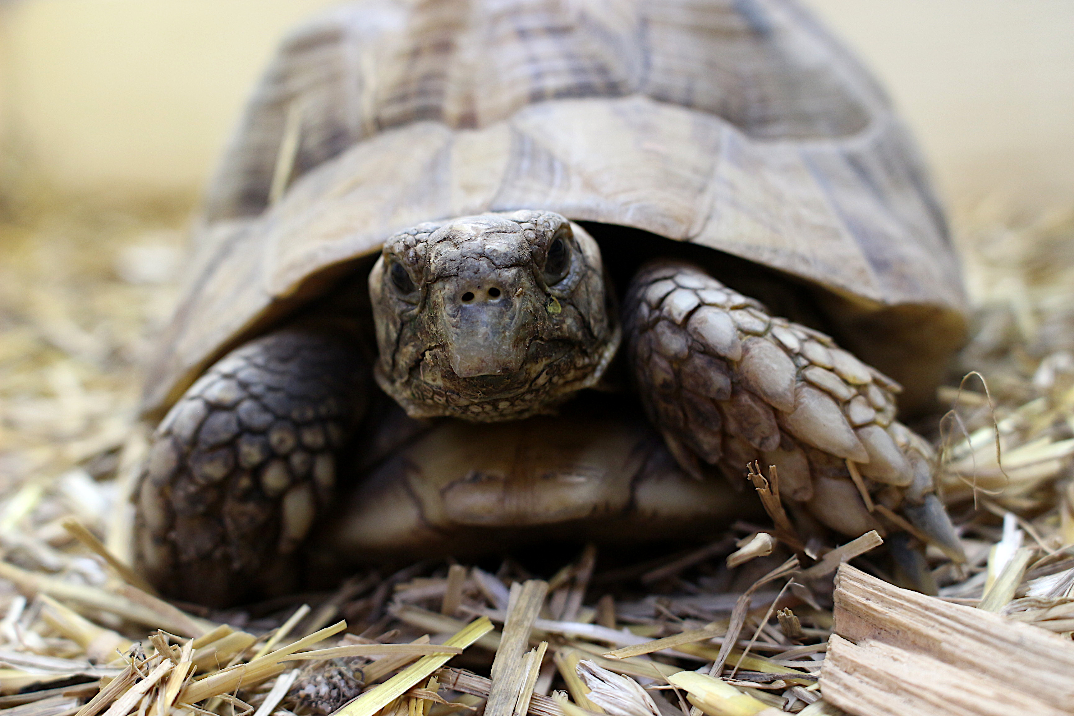 Reptiland, Martel - photo 4
