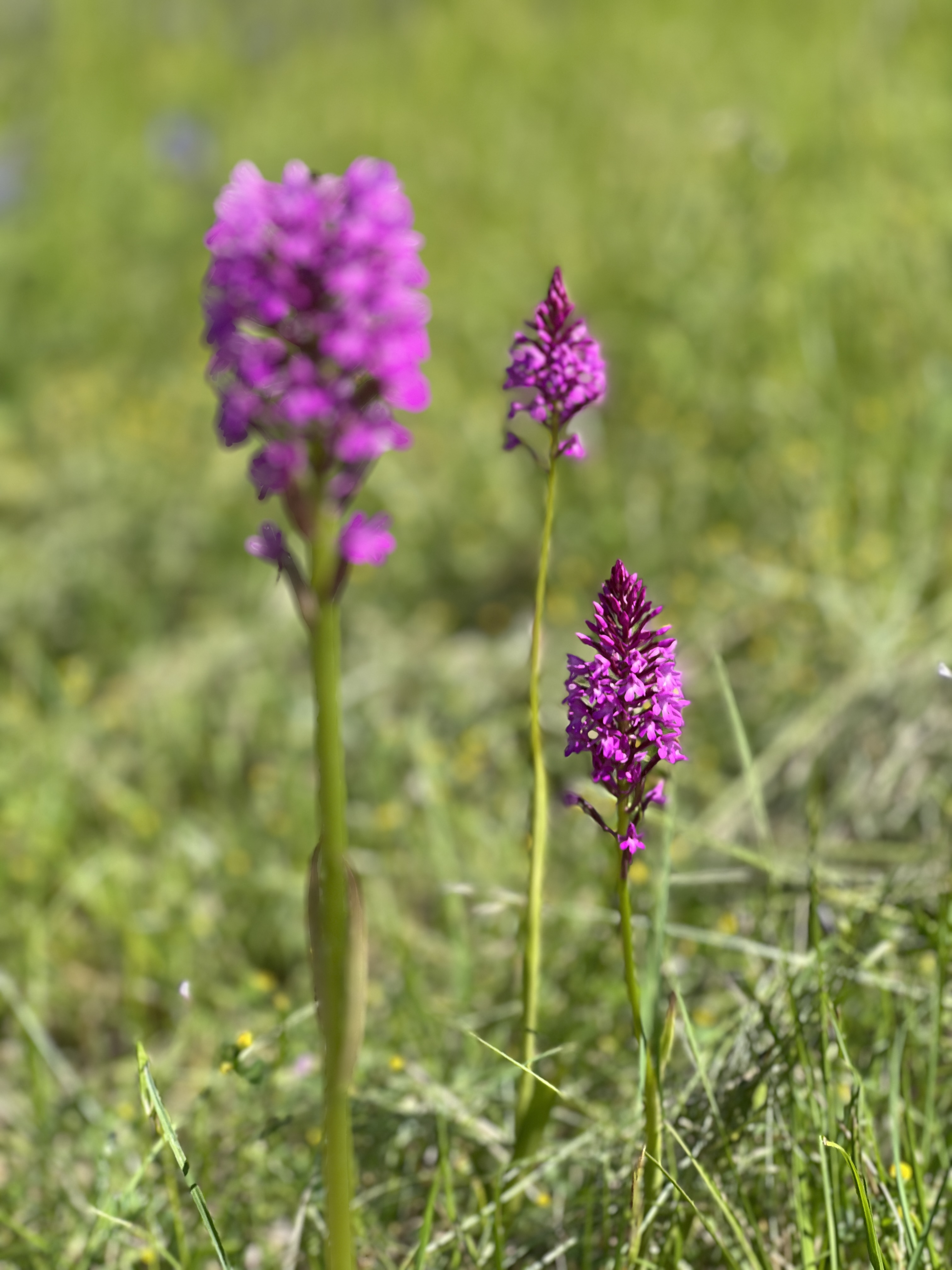 La Grange de Landorre, Villesèque - photo 2