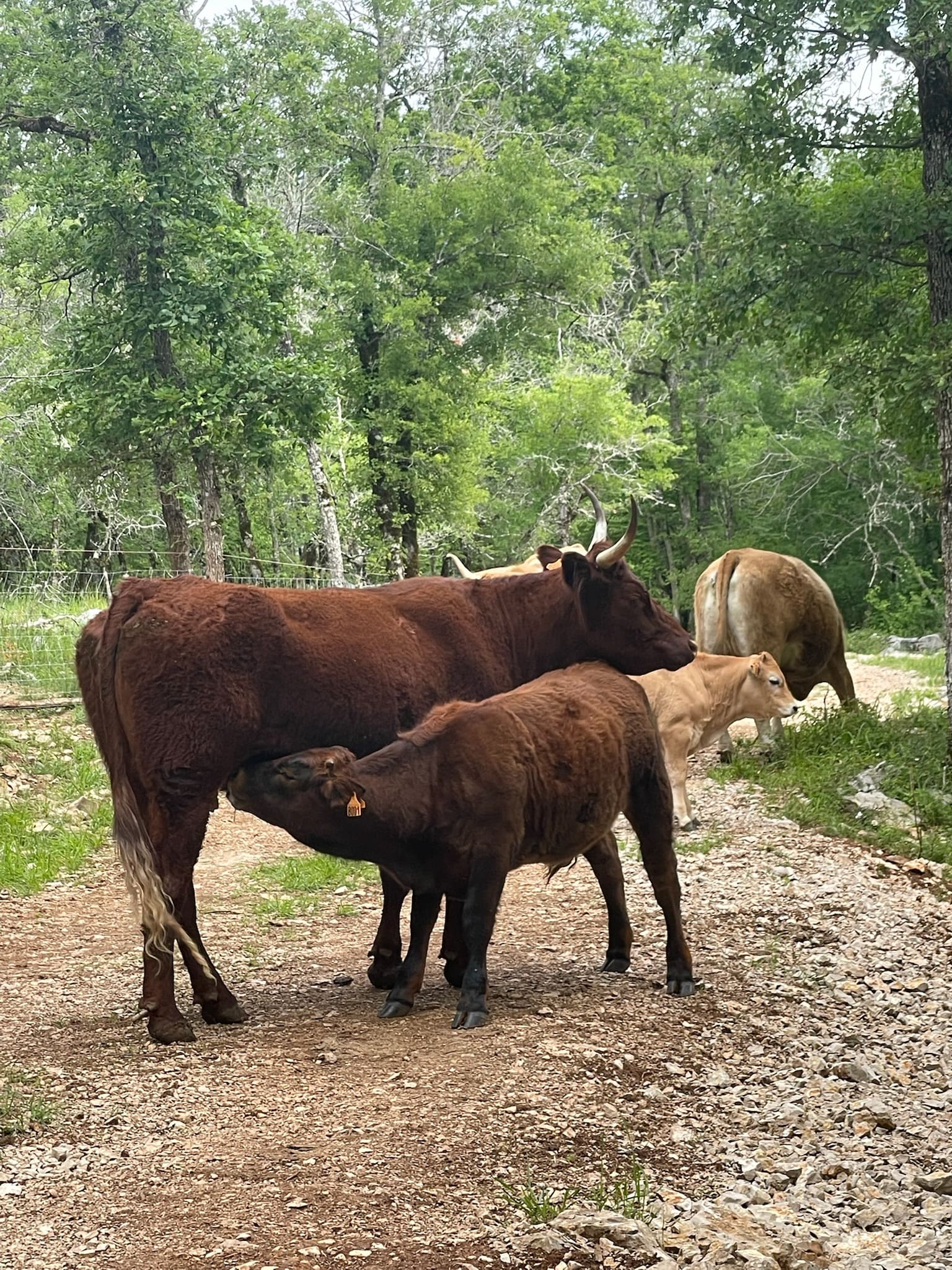 Le Safari de Saint-Cirq-Lapopie