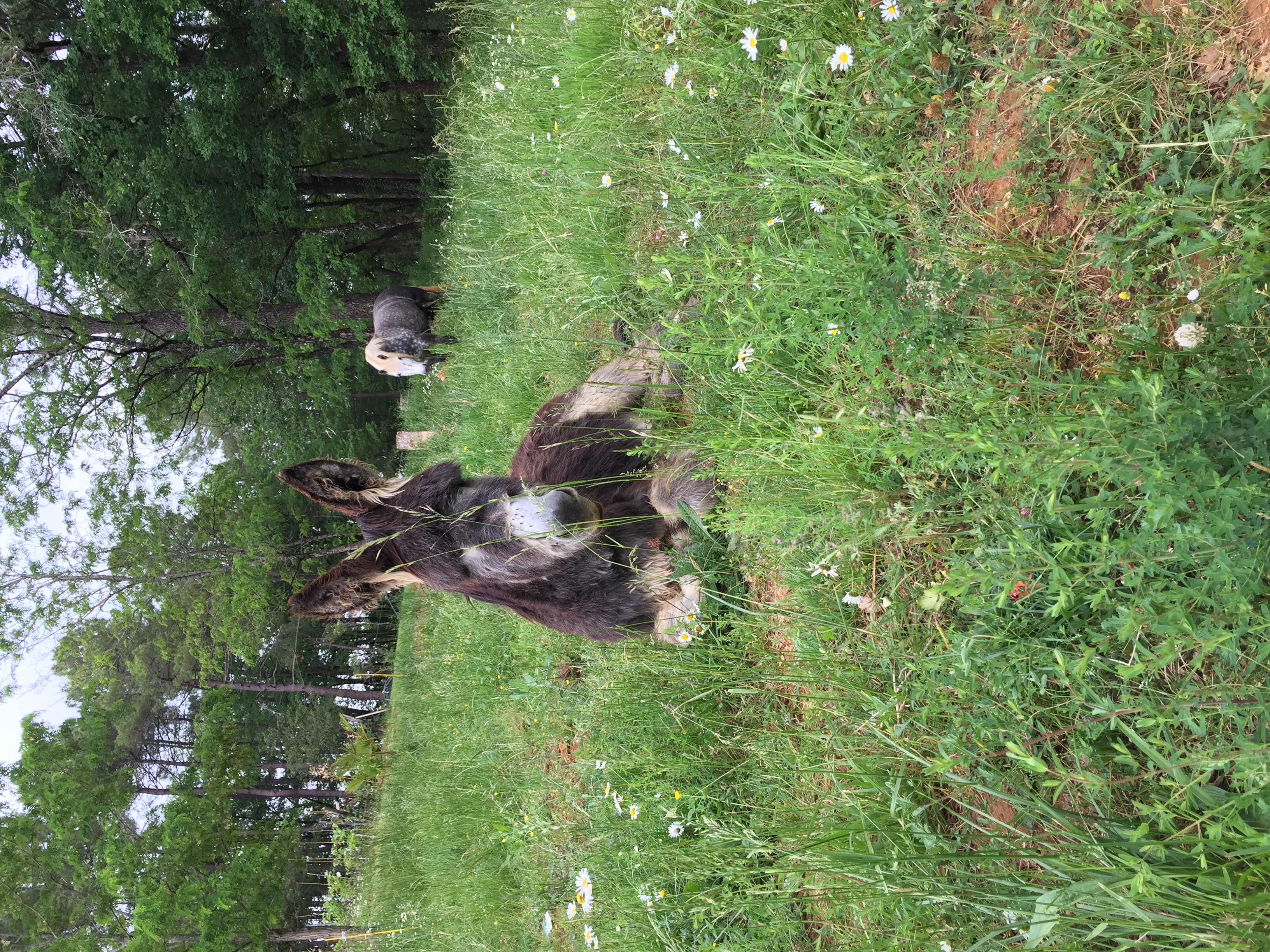 Domaine du Mombret Haut - Aire Naturelle, Duravel - photo 2