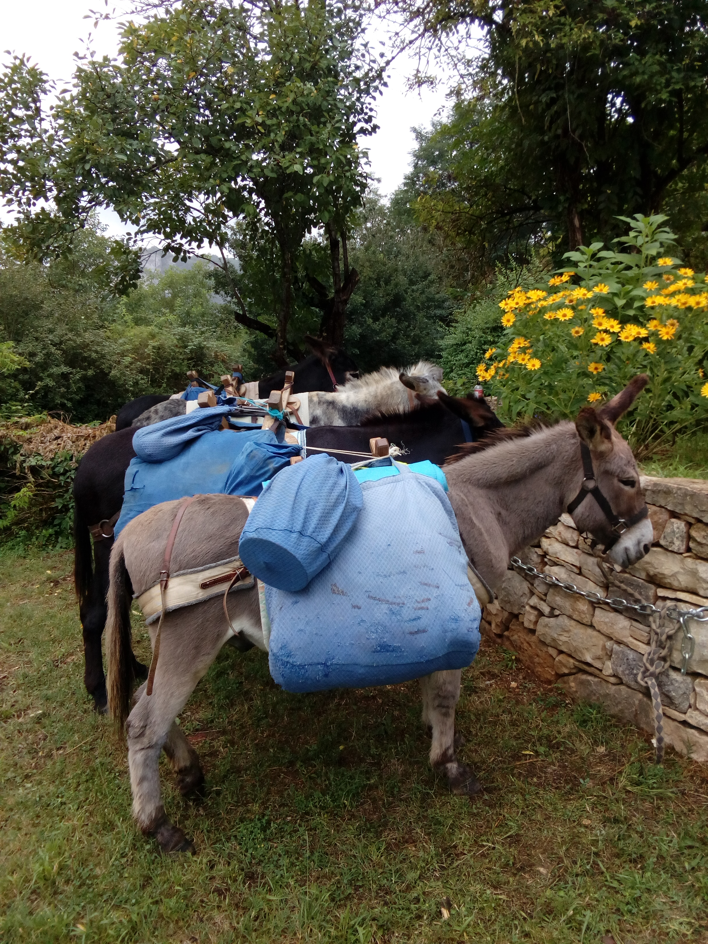 La Brenguoise, Brengues - photo 3