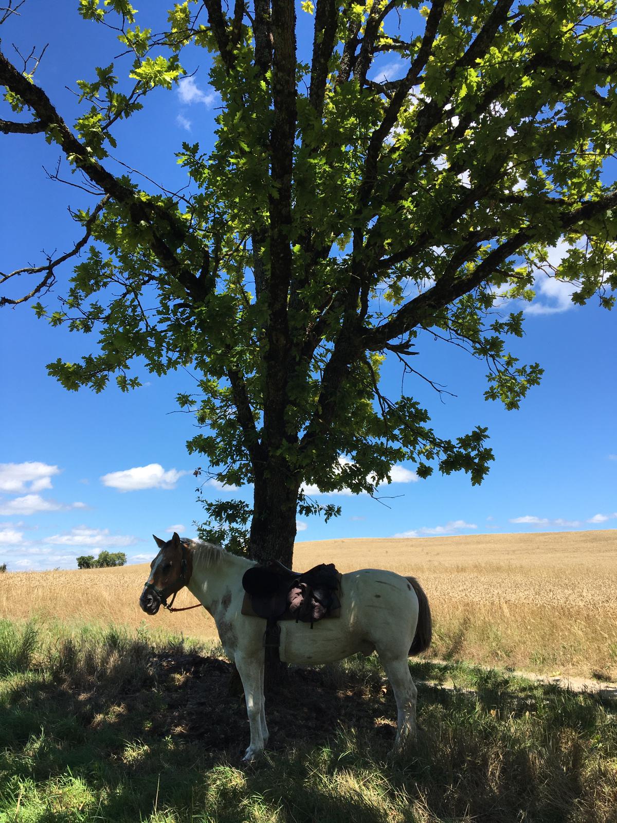 Sur les traces des 2 jours de Montcuq - de 3 à 7 jours à cheval, Saint-Paul-Flaugnac - photo 9