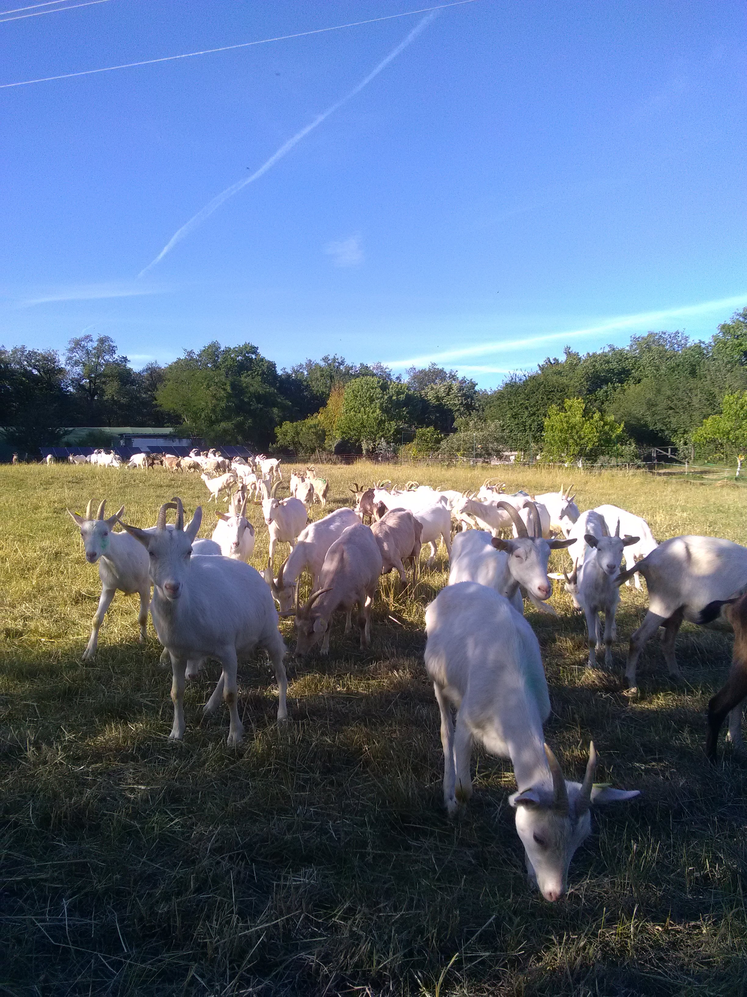 Ferme de Grézal — photo 2