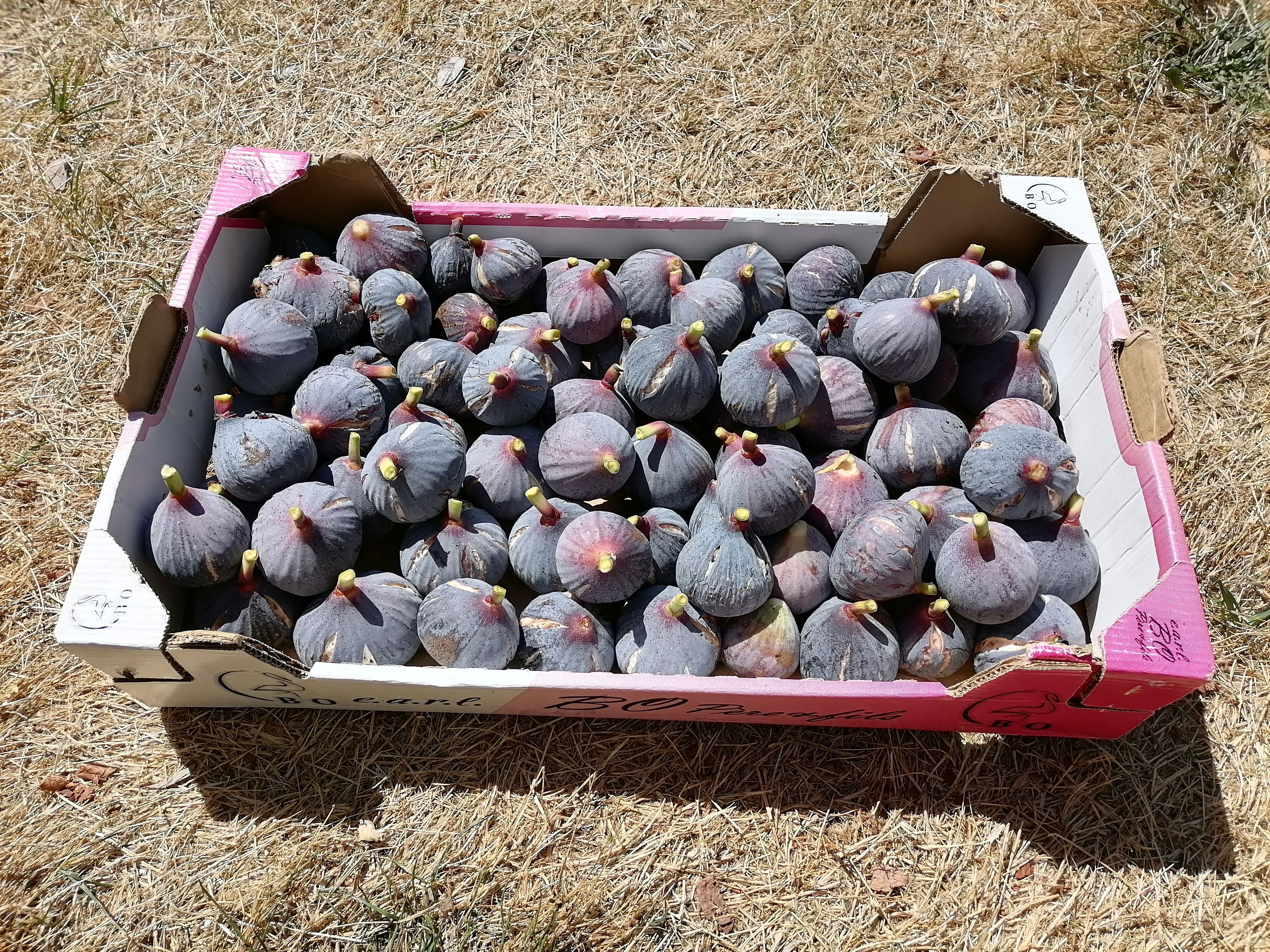 La Mandra — photo 3