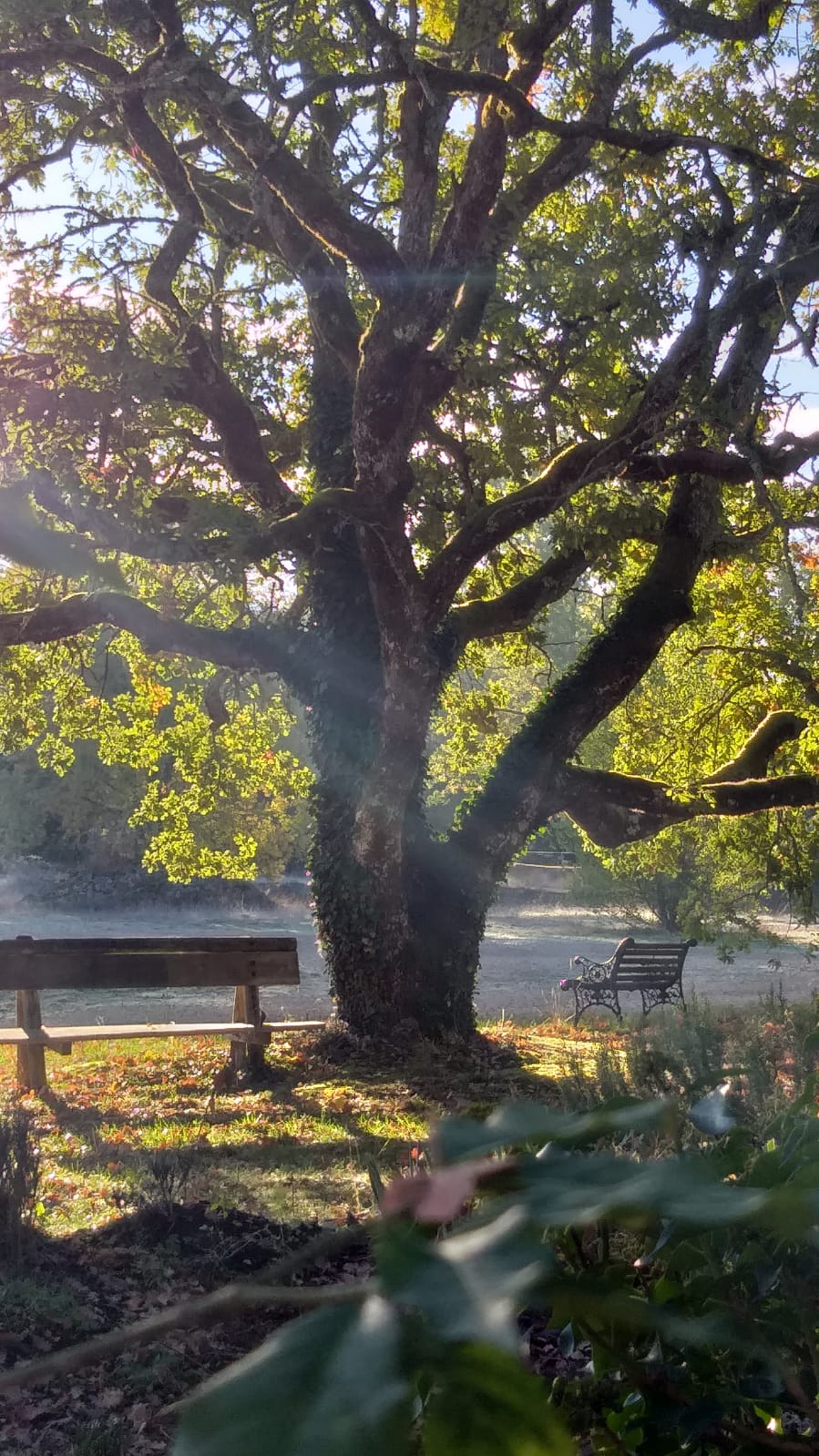 Le Jardin de Safran, Varaire - photo 6