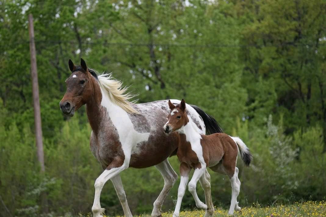 Le Tilleul, Dégagnac - photo 13