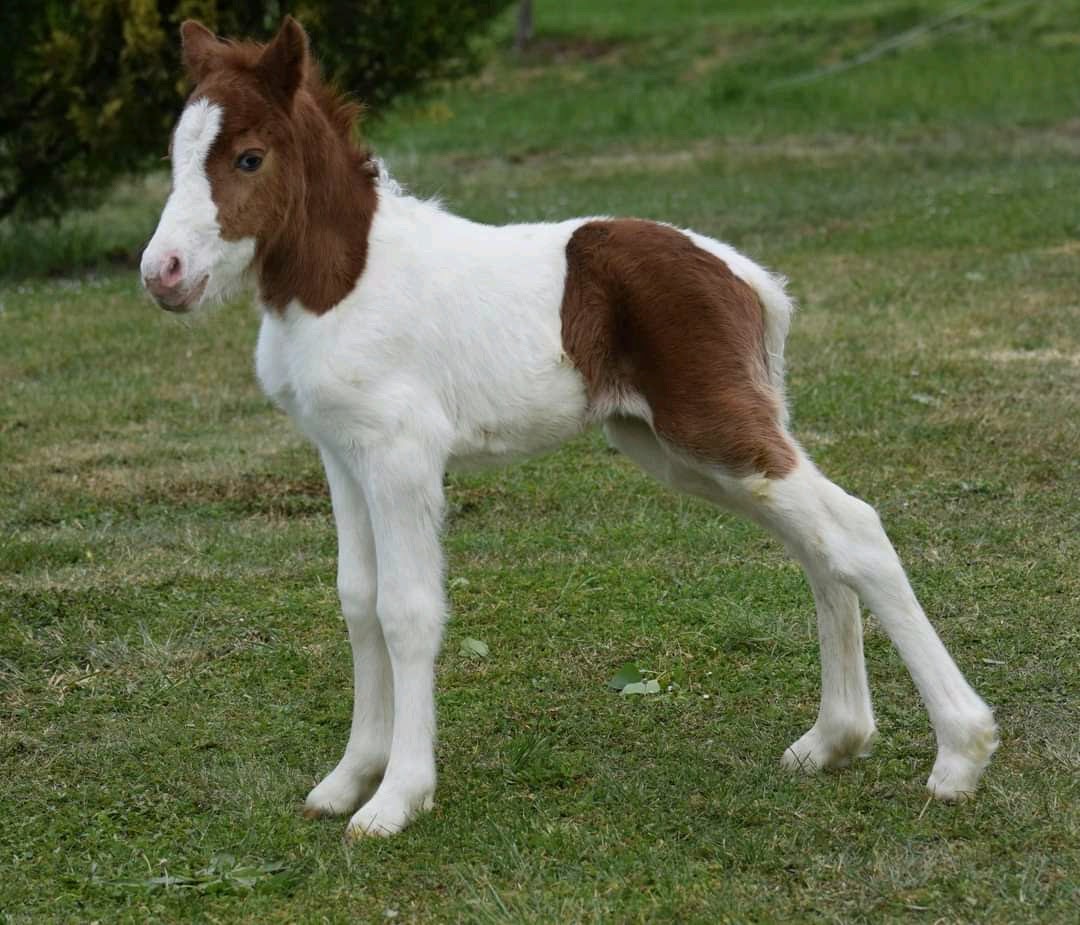 Le Tilleul, Dégagnac - photo 14