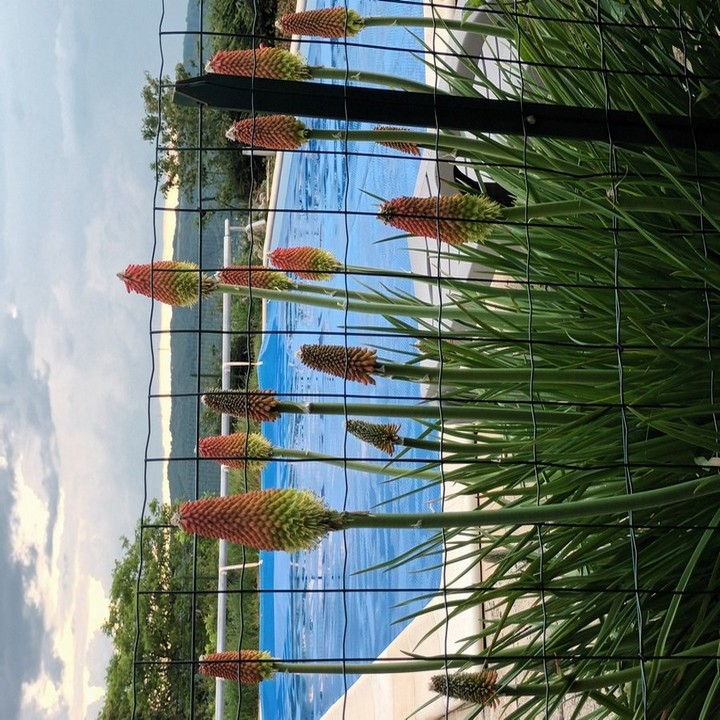 Dé Lys, Pinsac - photo 11