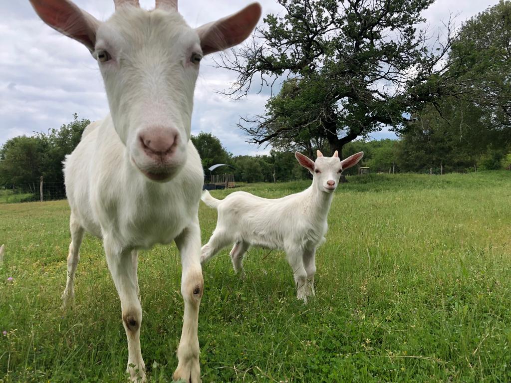 Camping à la Ferme Les Petits Equins, Miers - photo 9
