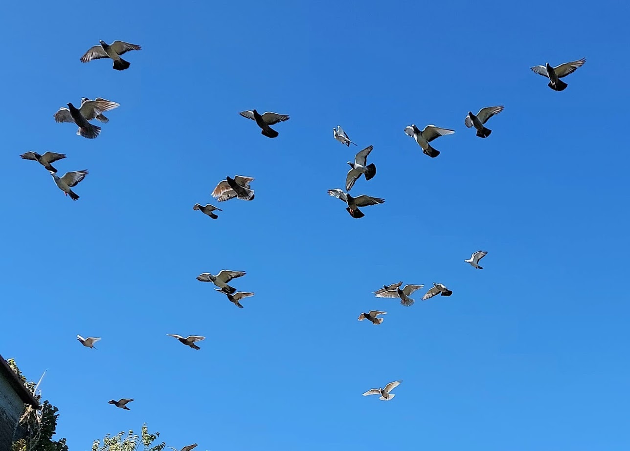 Le pigeonnier du Pech Pantale, Rouffilhac - photo 4