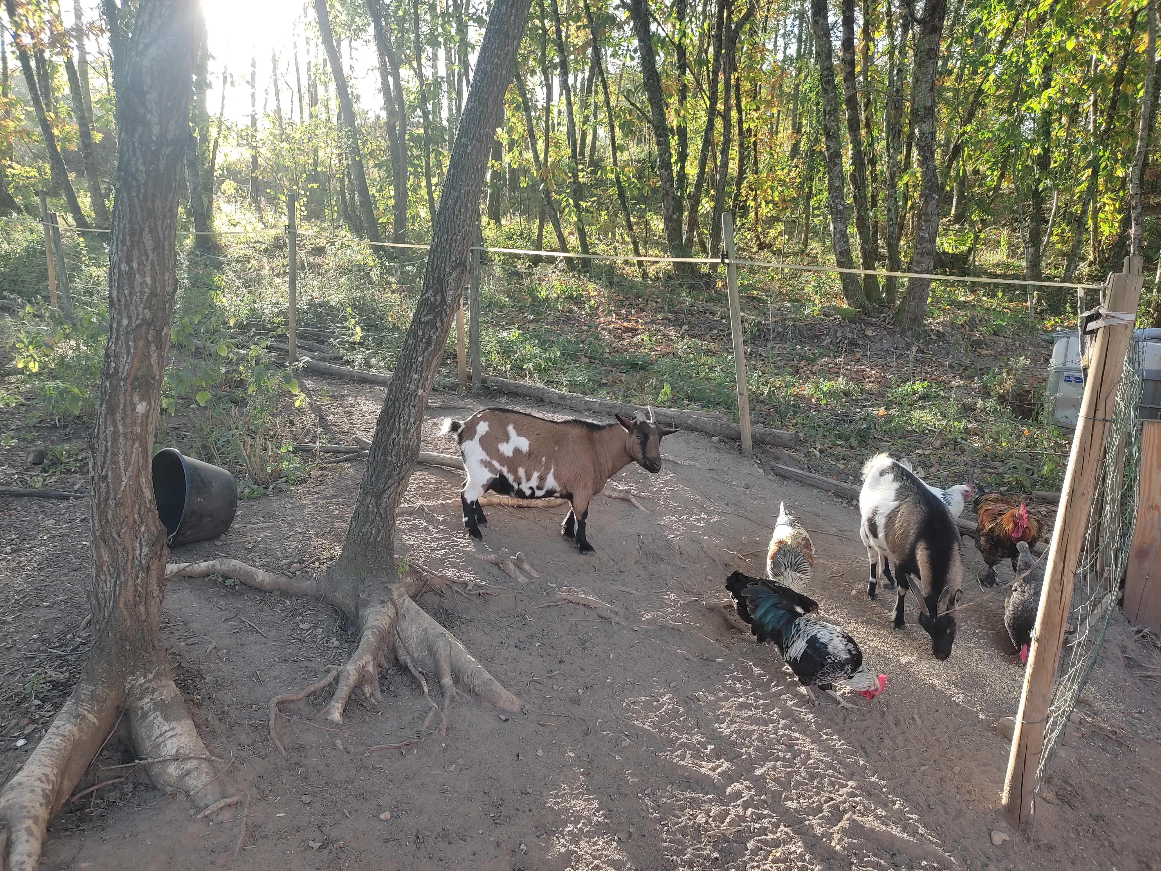 Pagel - La Glycine, Catus - photo 7