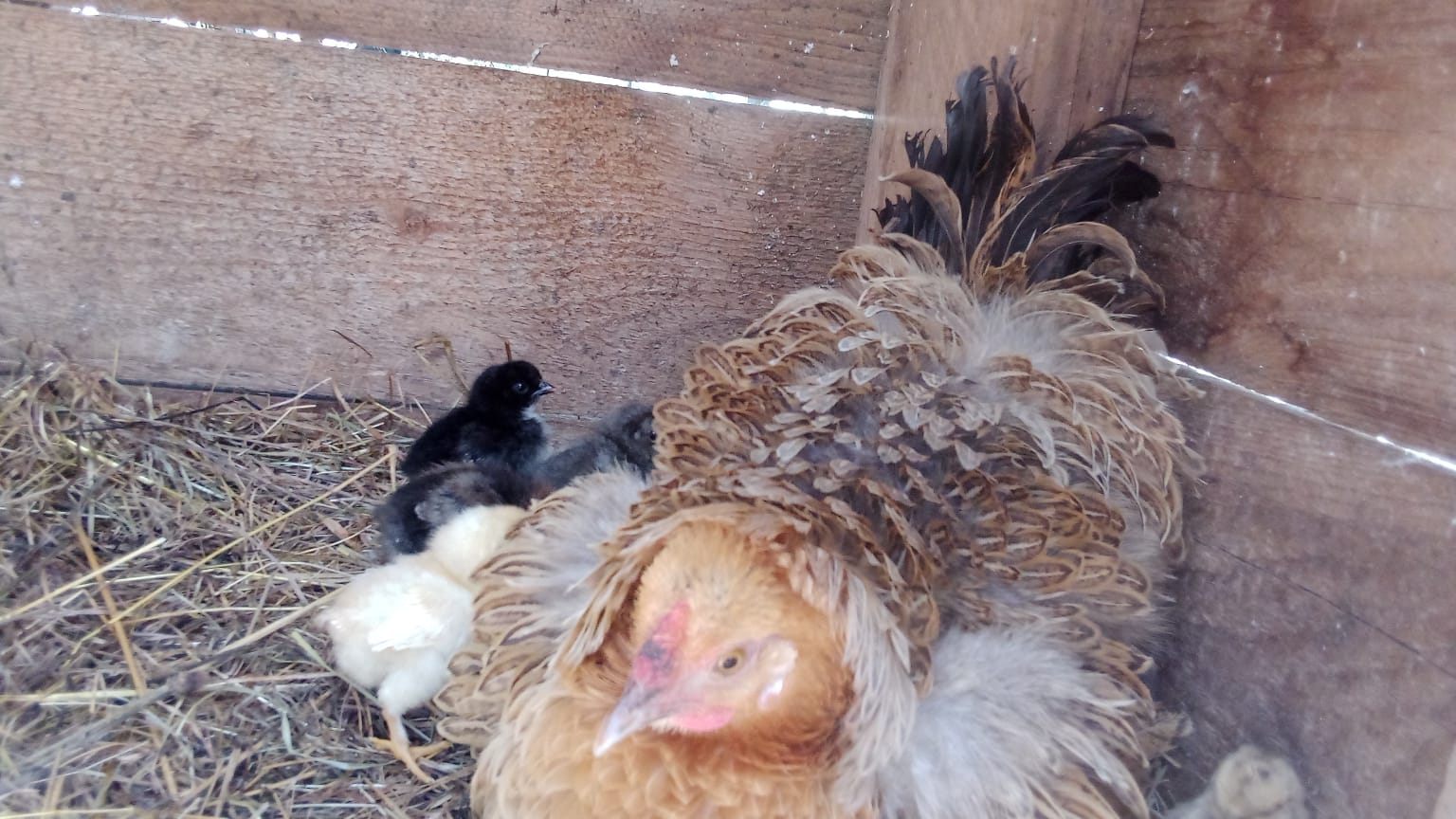 Le pigeonnier du Pech Pantale, Rouffilhac - photo 5