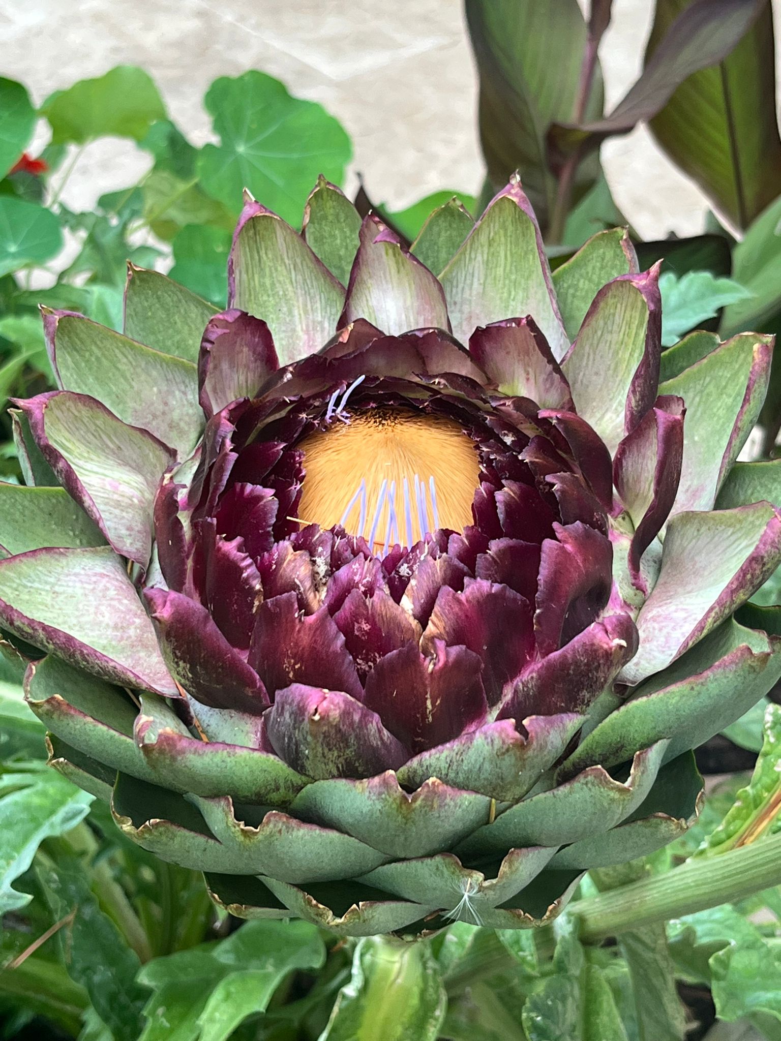 Rusty Shears, Lacapelle-Cabanac - photo 30