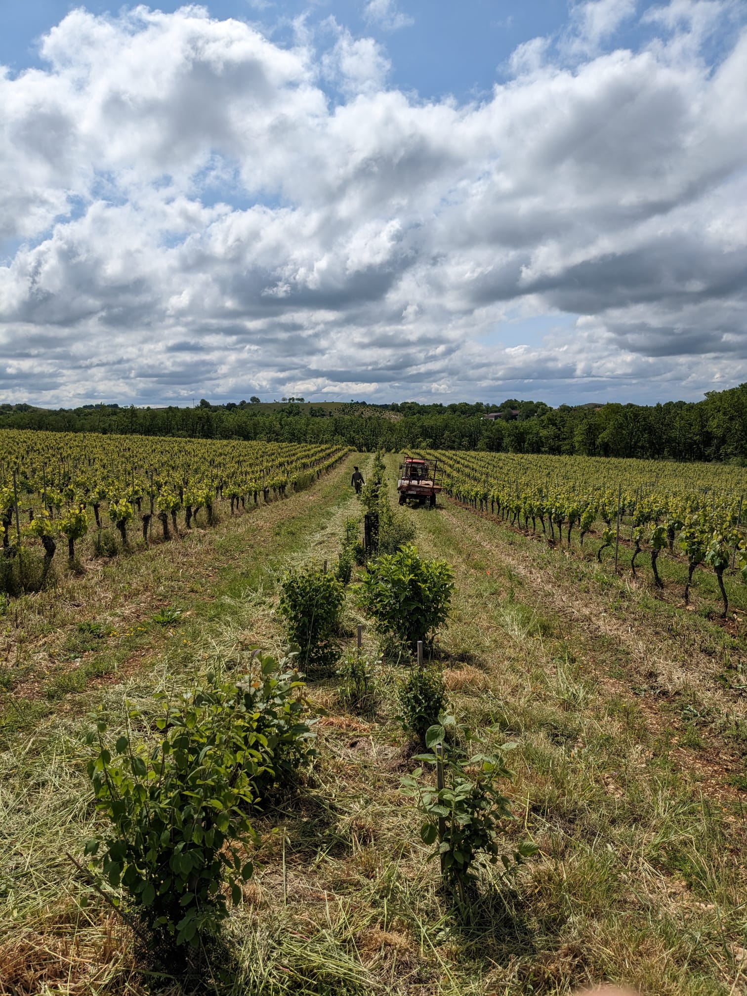 Clos Troteligotte