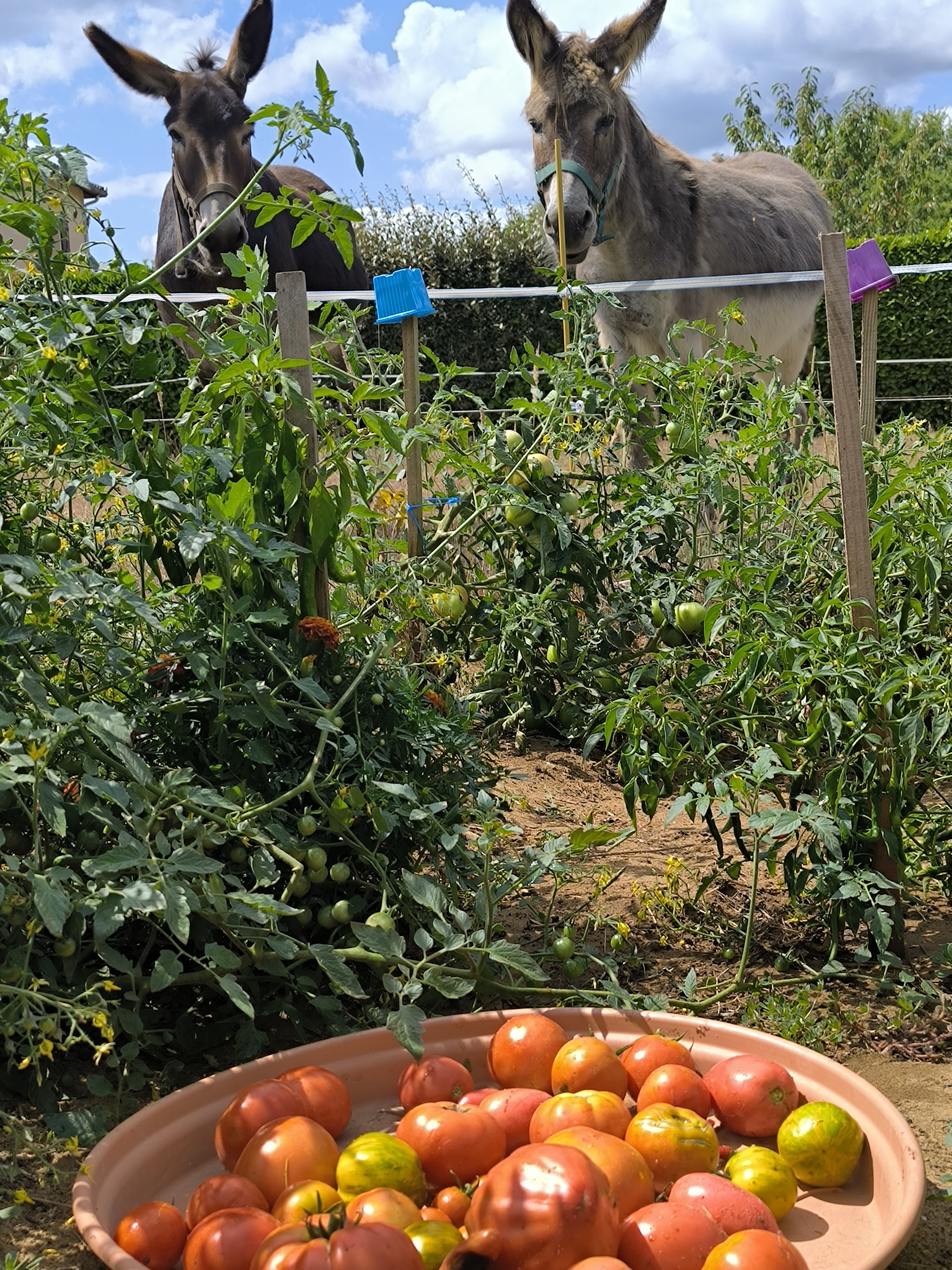 La maison Tête de Bois, Milhac - photo 13