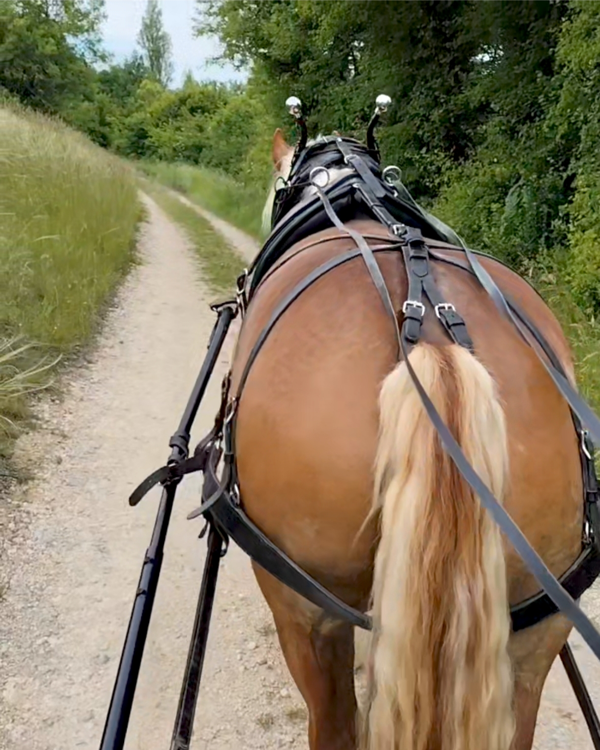 Vigne au pas, Villesèque - photo 2