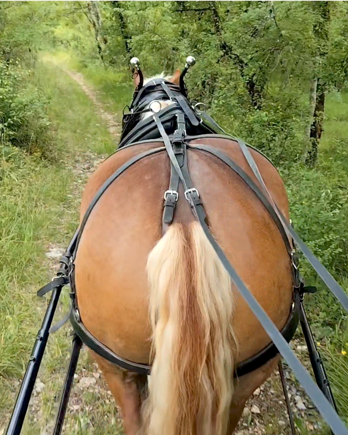Vigne au pas, Villesèque - photo 3