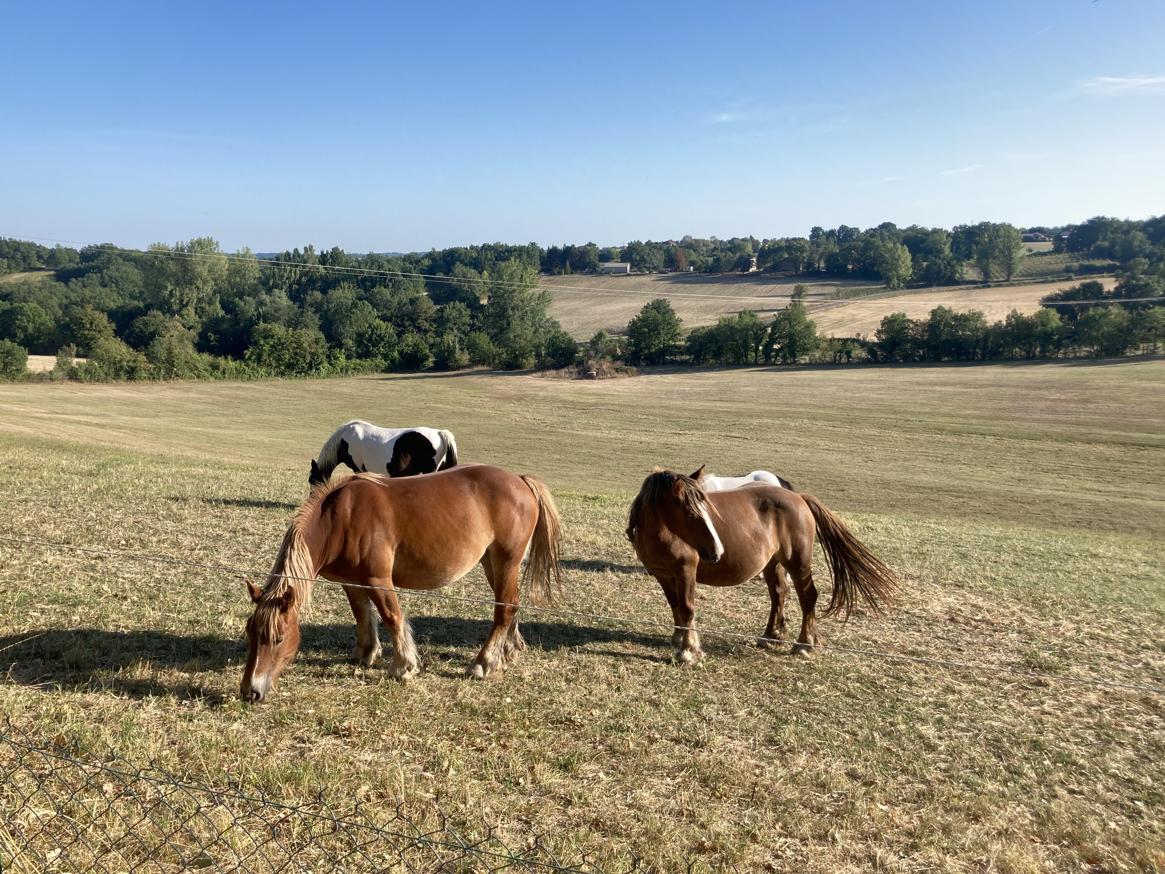 Le Pigeonnier du Rendier, Fontanes - photo 14