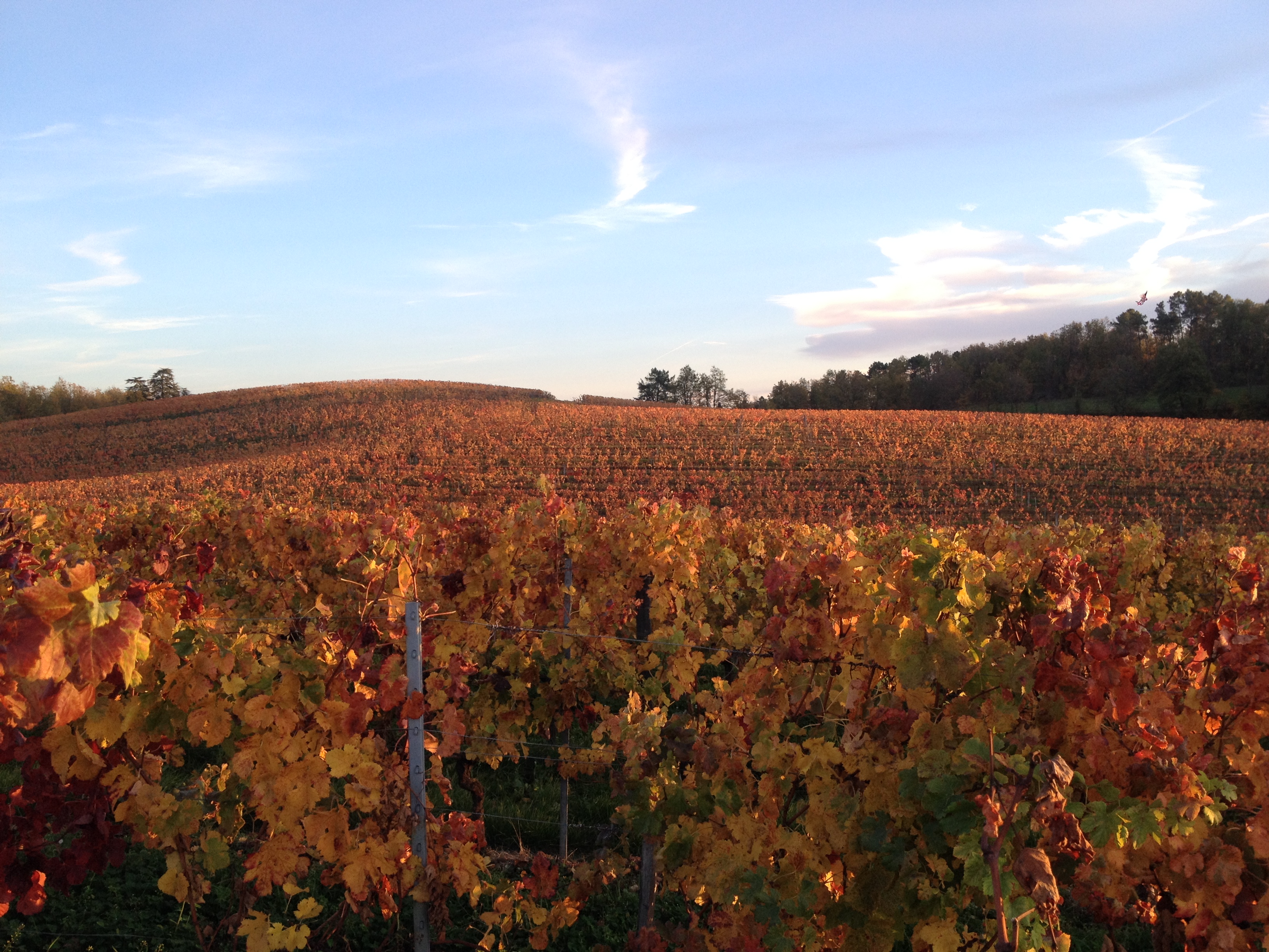 Les Vignobles St-Didier Parnac - Château Saint-Didier/Prieuré de Cénac/Château de Grézels — photo 3