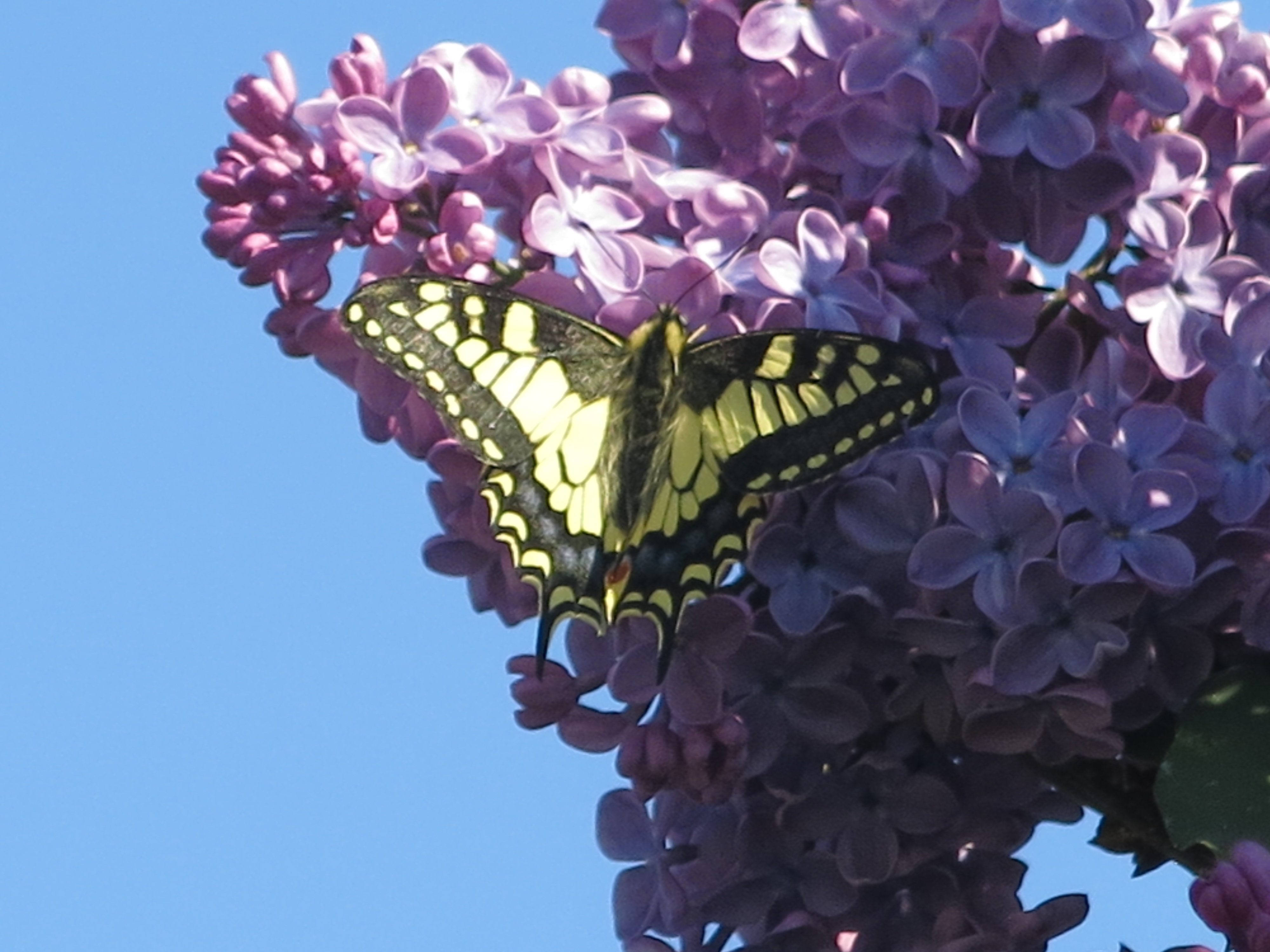 La ferme de la Jamonne, Carlucet - photo 4