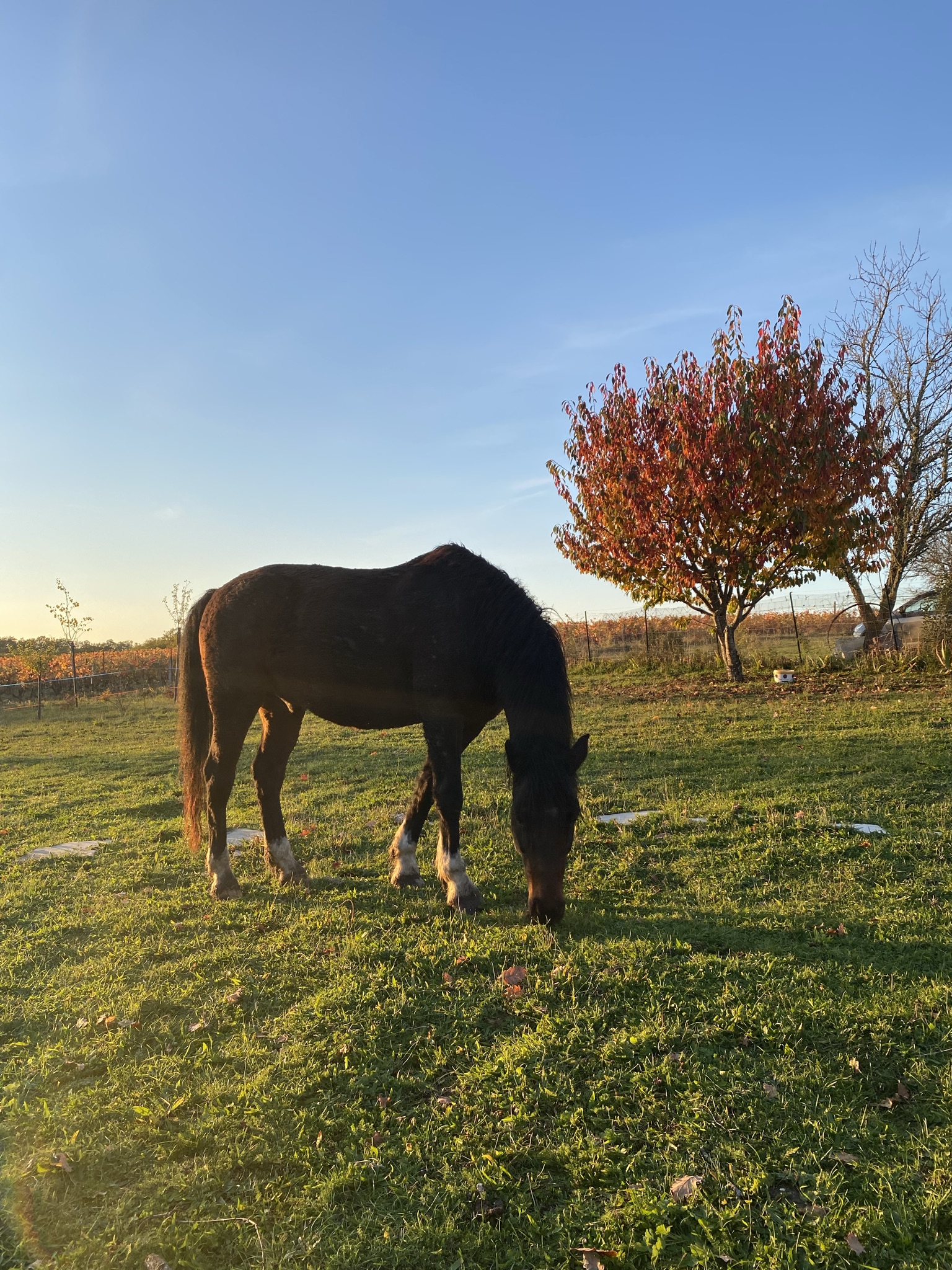 Léa des Bories, Barguelonne-en-Quercy - photo 12