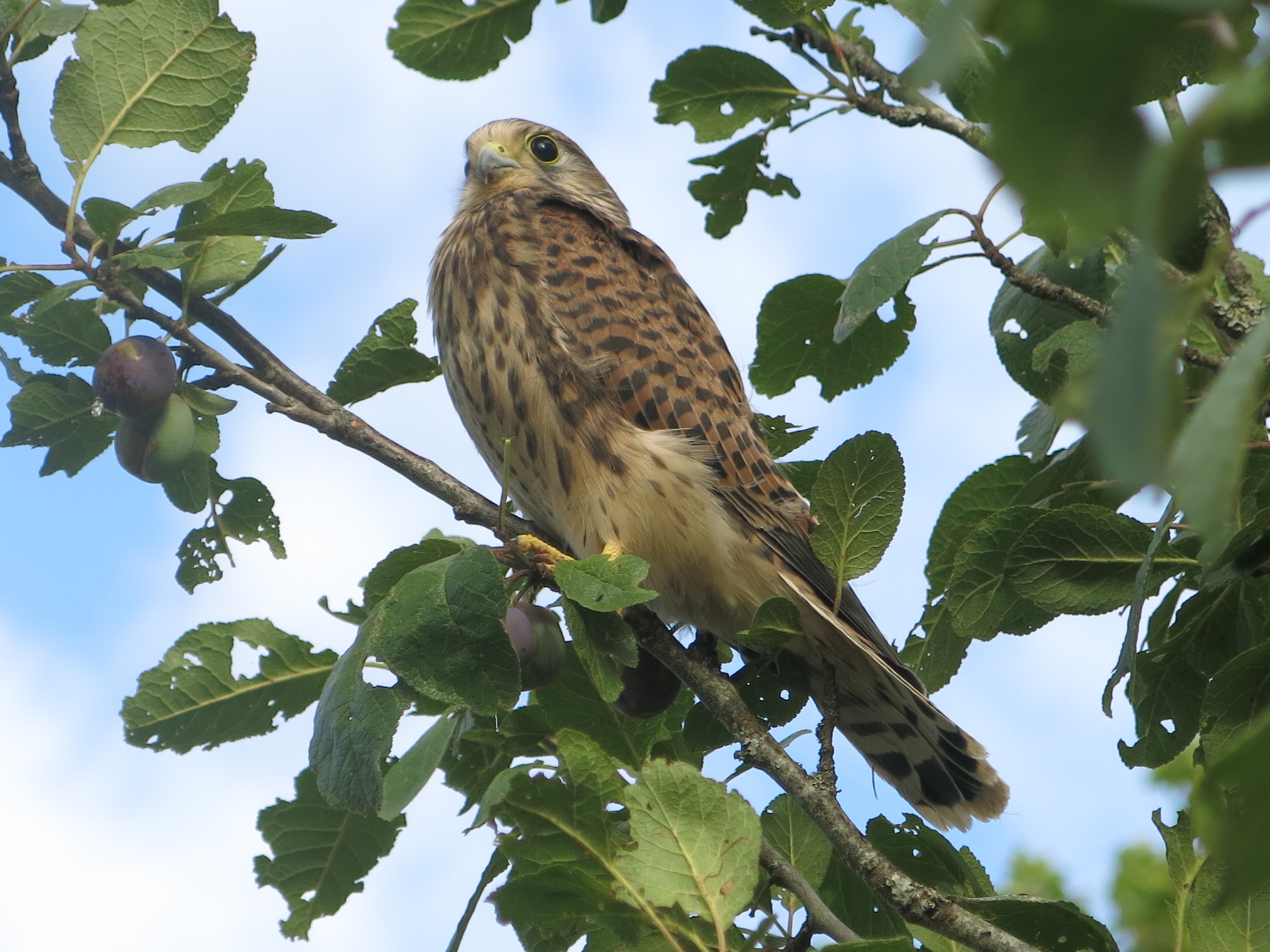 La ferme de la Jamonne, Carlucet - photo 5