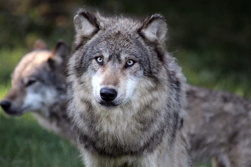 Parc Animalier de Gramat