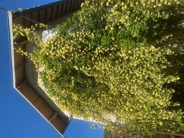 La maisonnette dans les roses