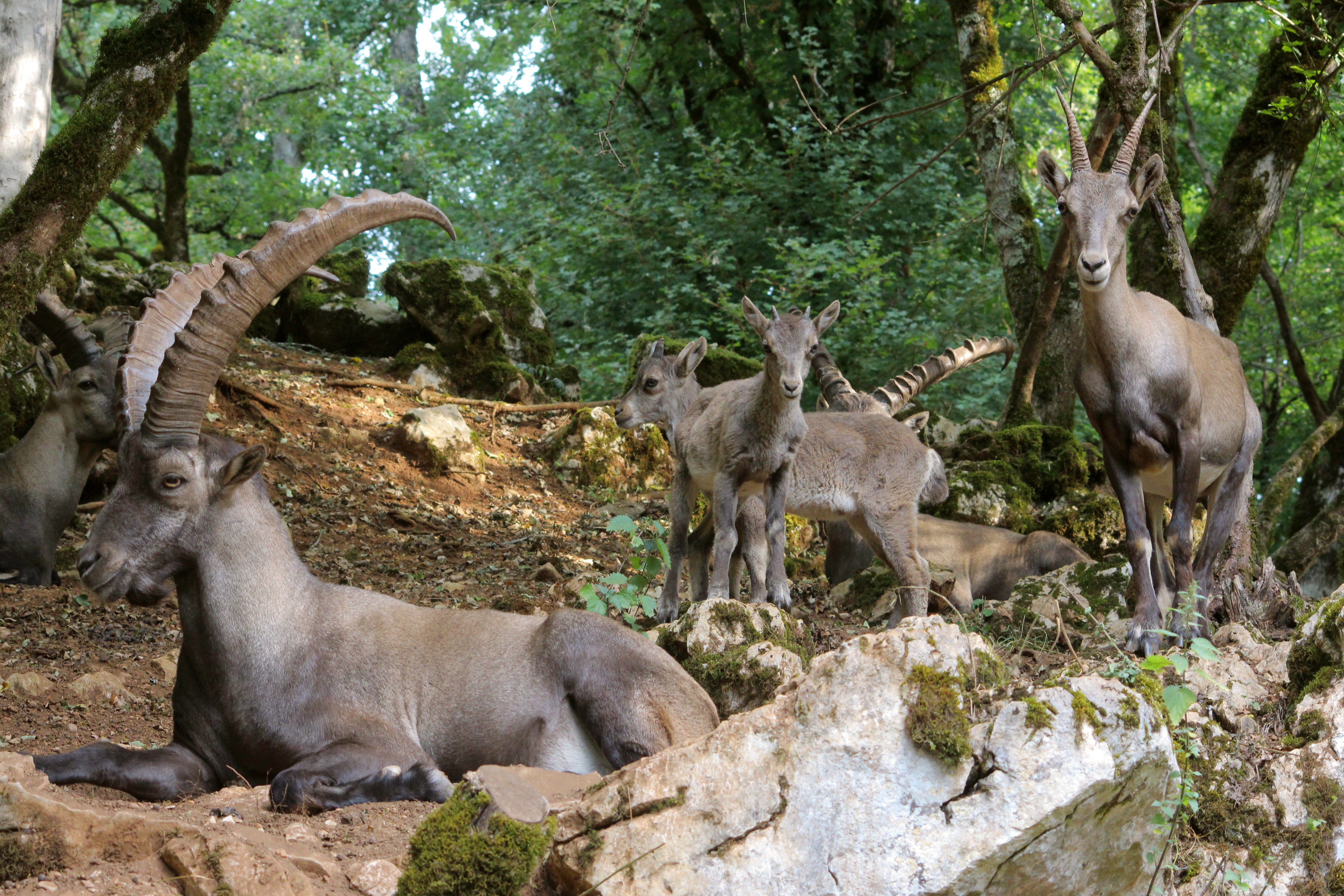 Bouquetins des Alpes