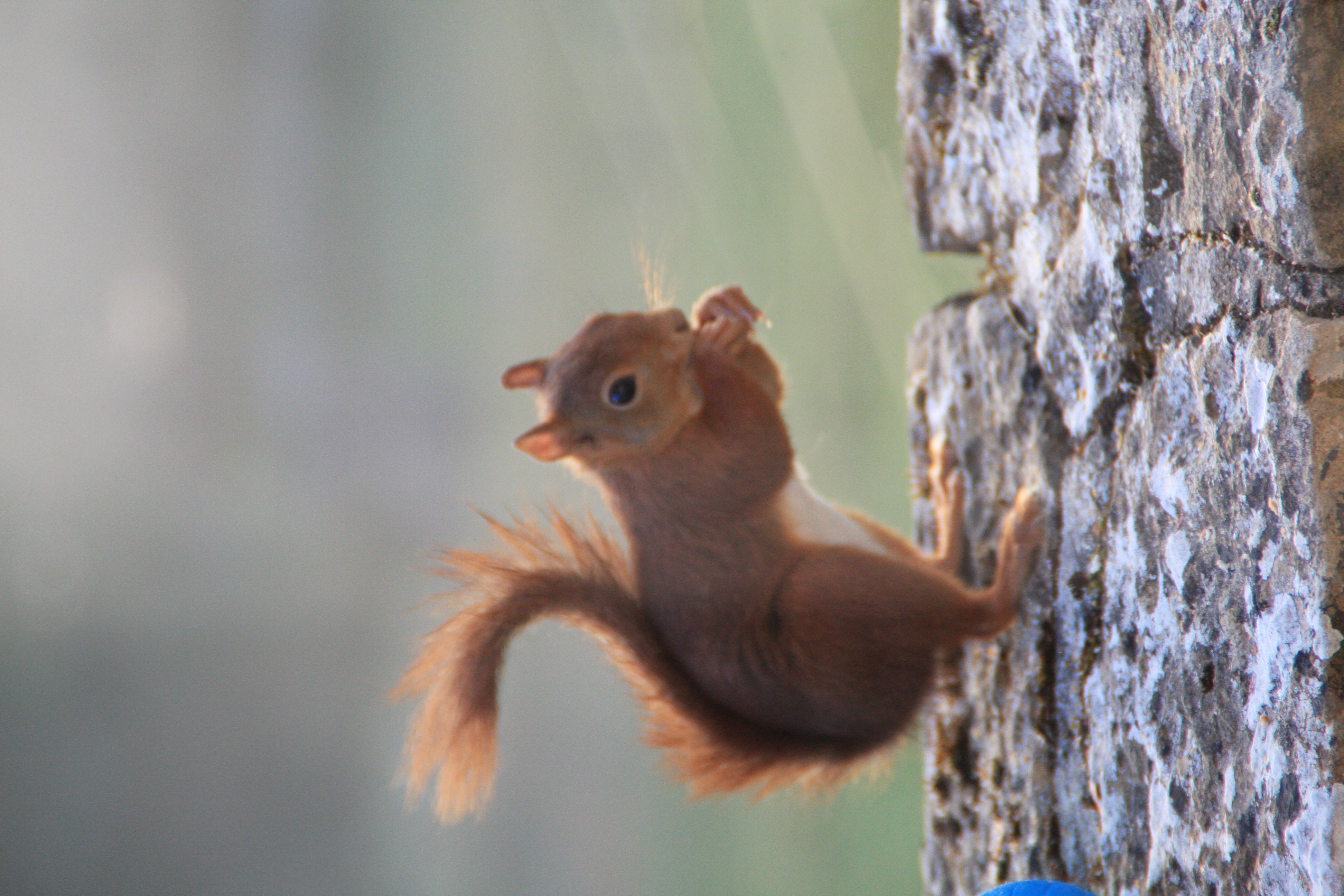 La Forêt aux Loups, Cavagnac