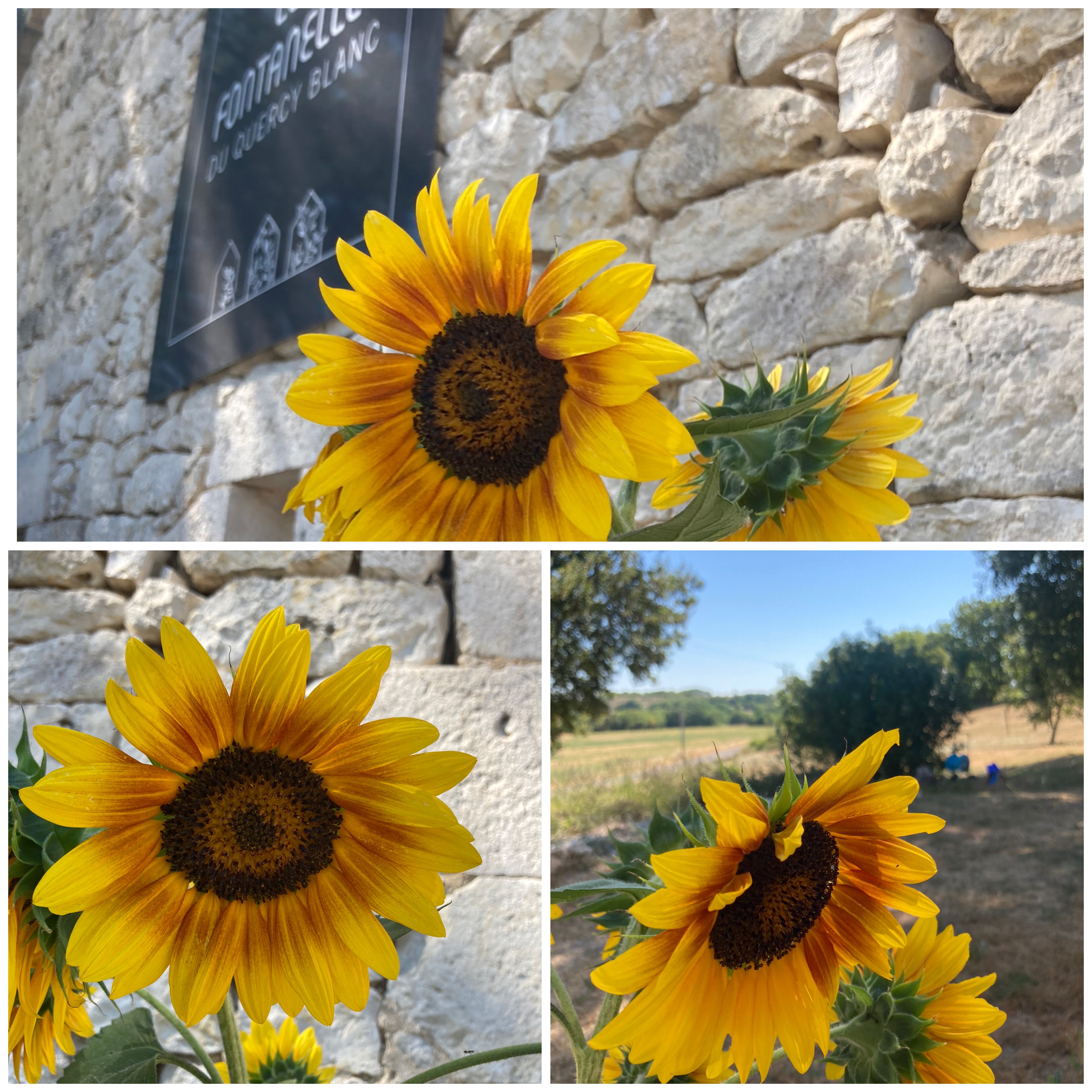 Gîtes Les Fontanelles du Quercy Blanc - Hasard, Montcuq-en-Quercy-Blanc - photo 13