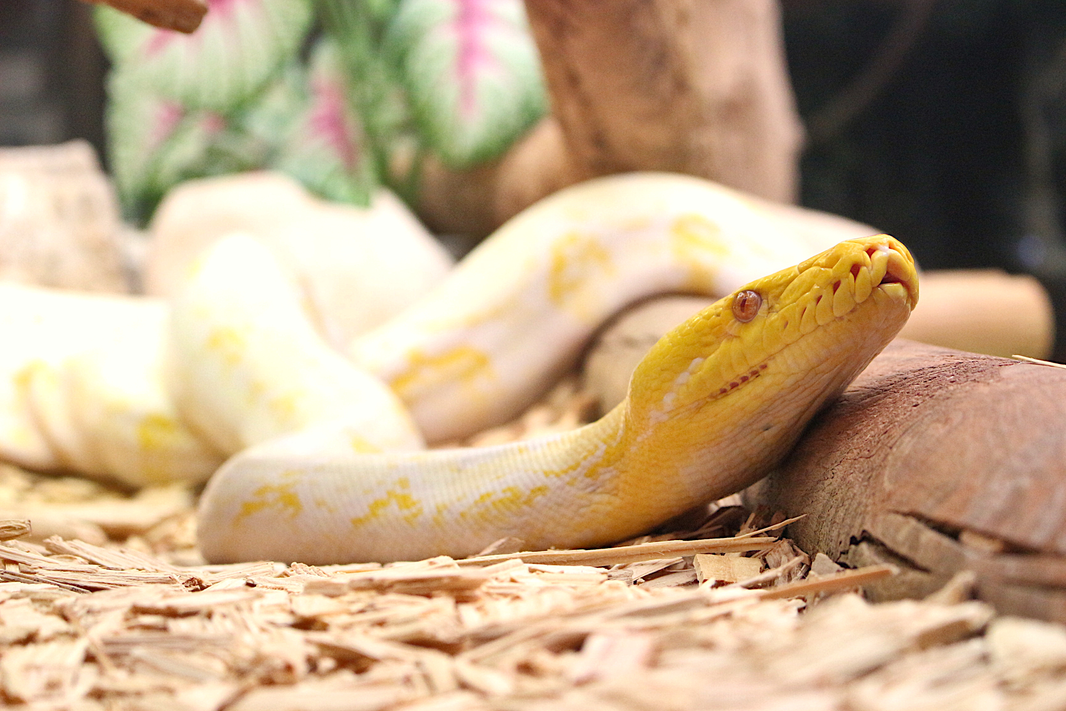 Reptiland, Martel - photo 6