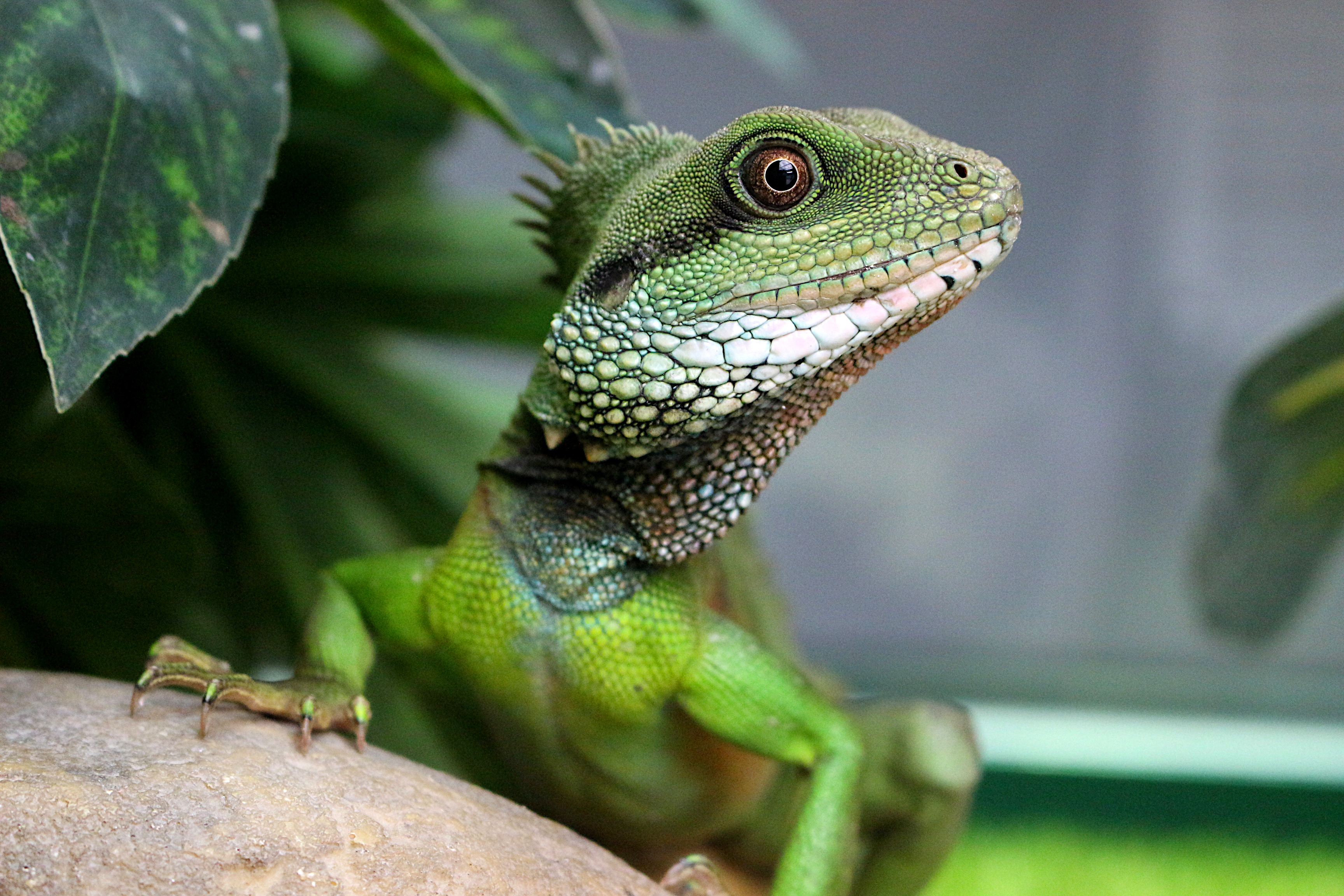 Reptiland, Martel - photo 7
