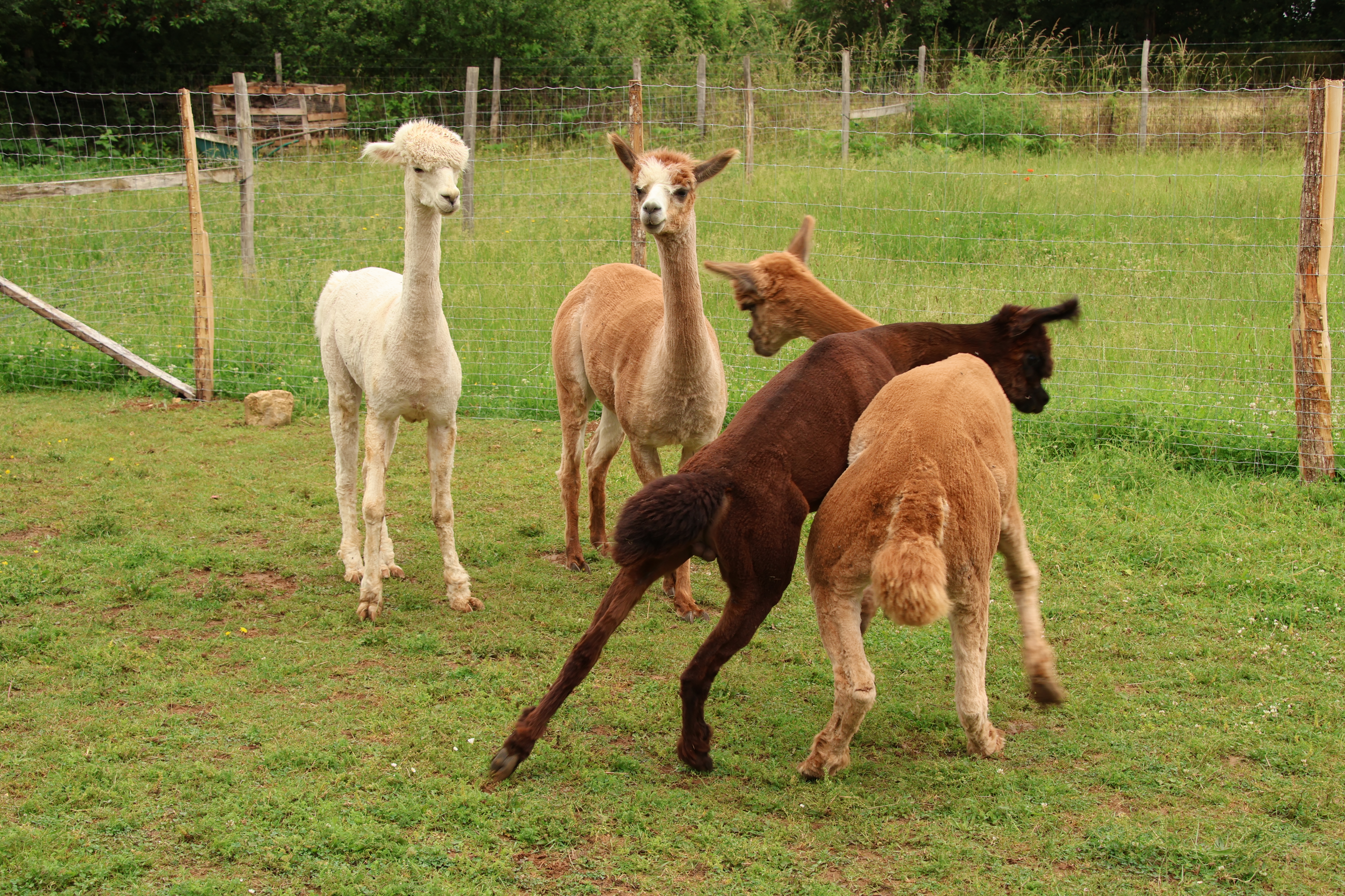 Les Alpacas de Fons, Fons - photo 2