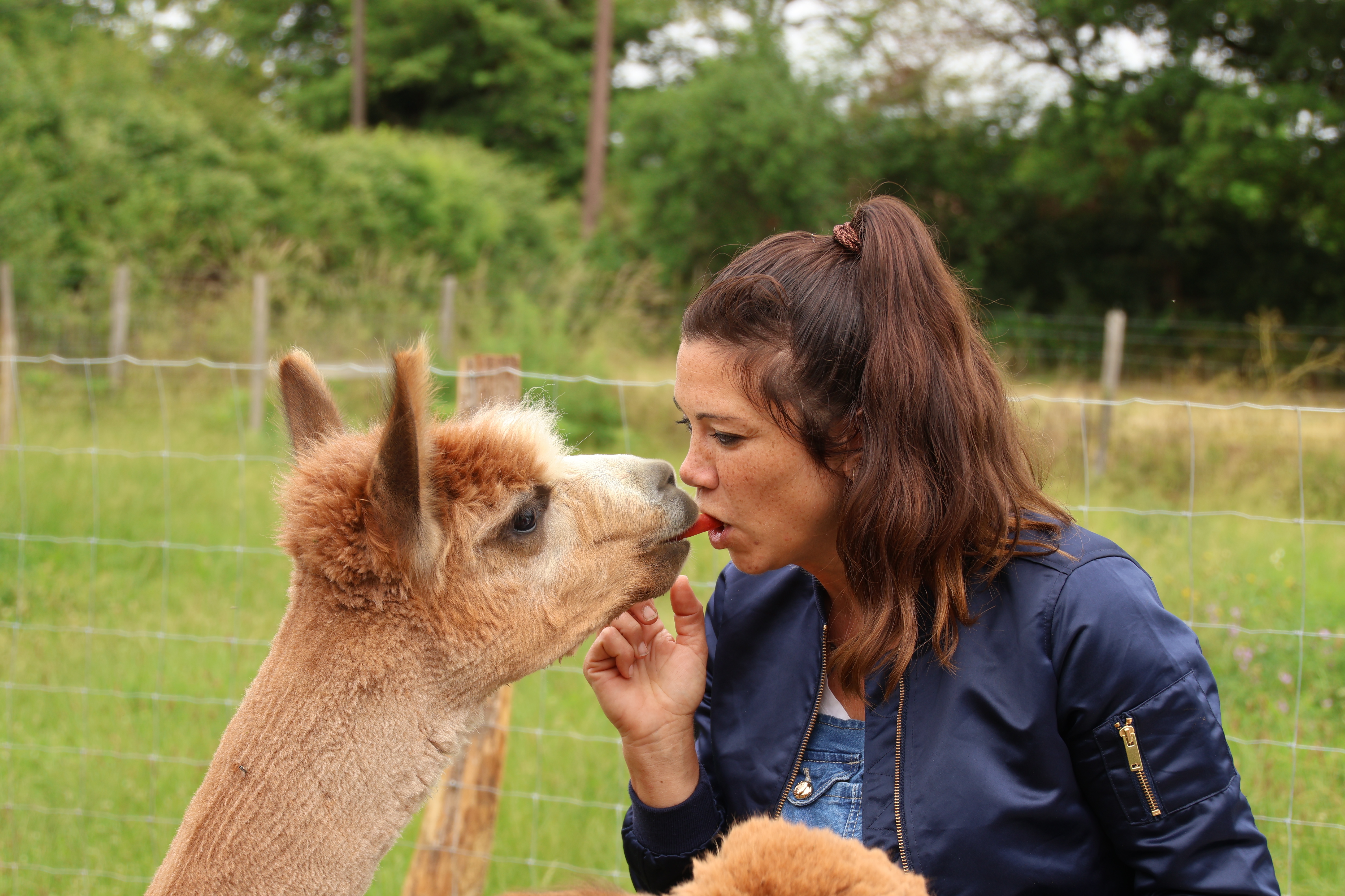 Les Alpacas de Fons, Fons - photo 3