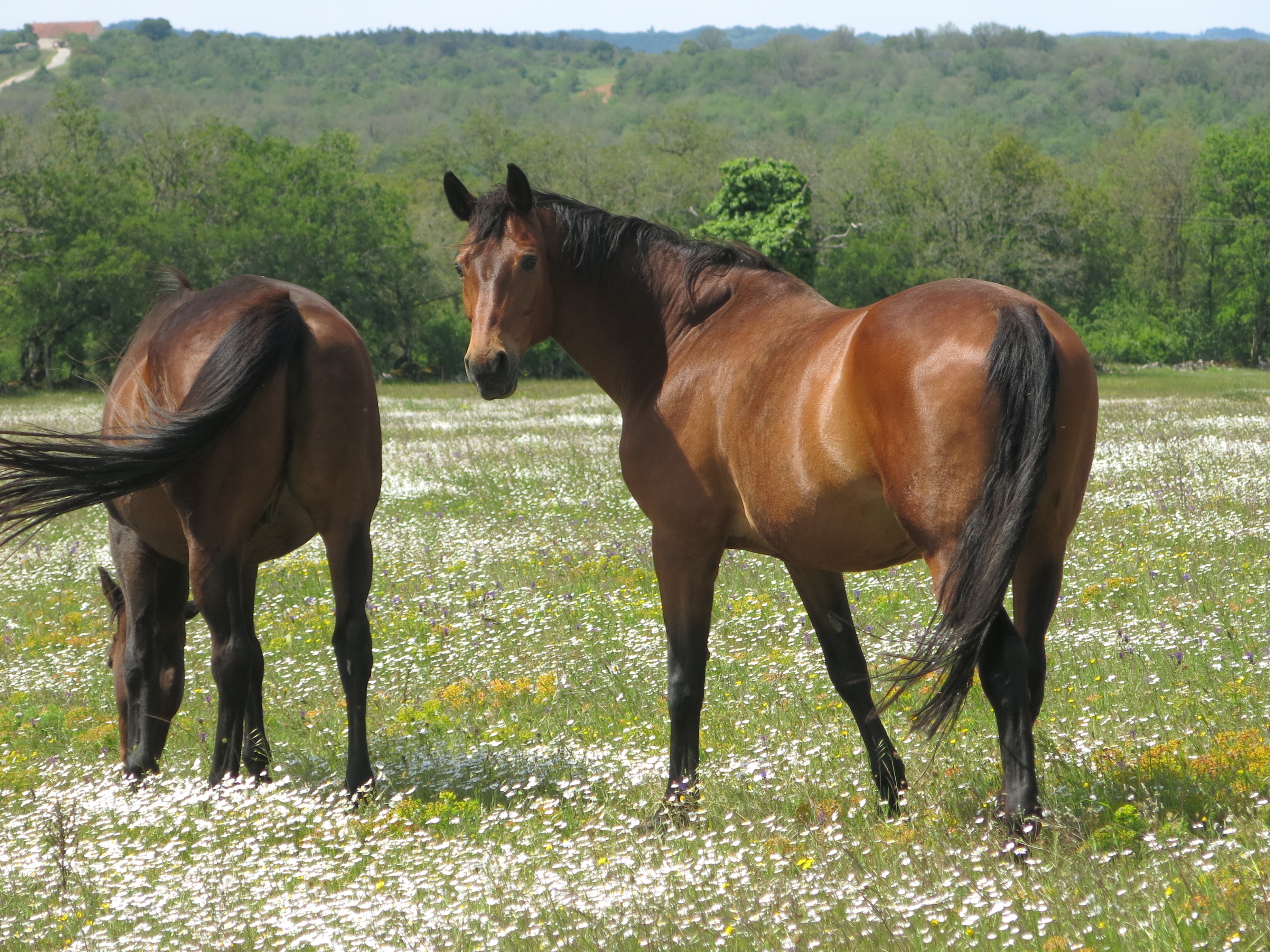 La ferme de la Jamonne, Carlucet - photo 9