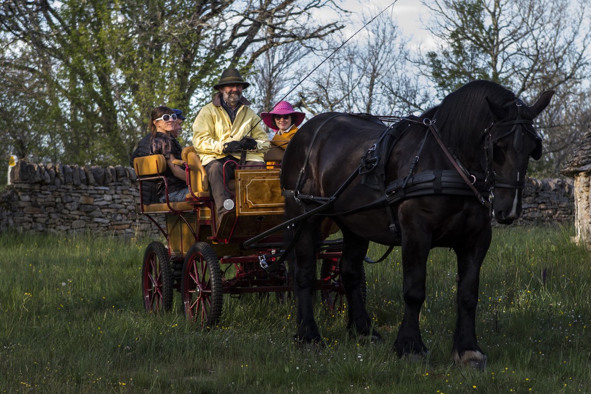 Balade en calèche sur le Causse de Limogne, Promilhanes - photo 6