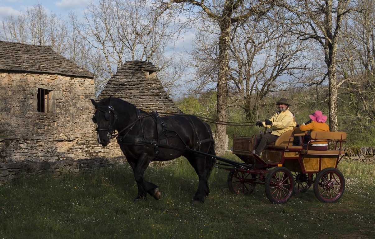 Balade en calèche sur le Causse de Limogne, Promilhanes - photo 7