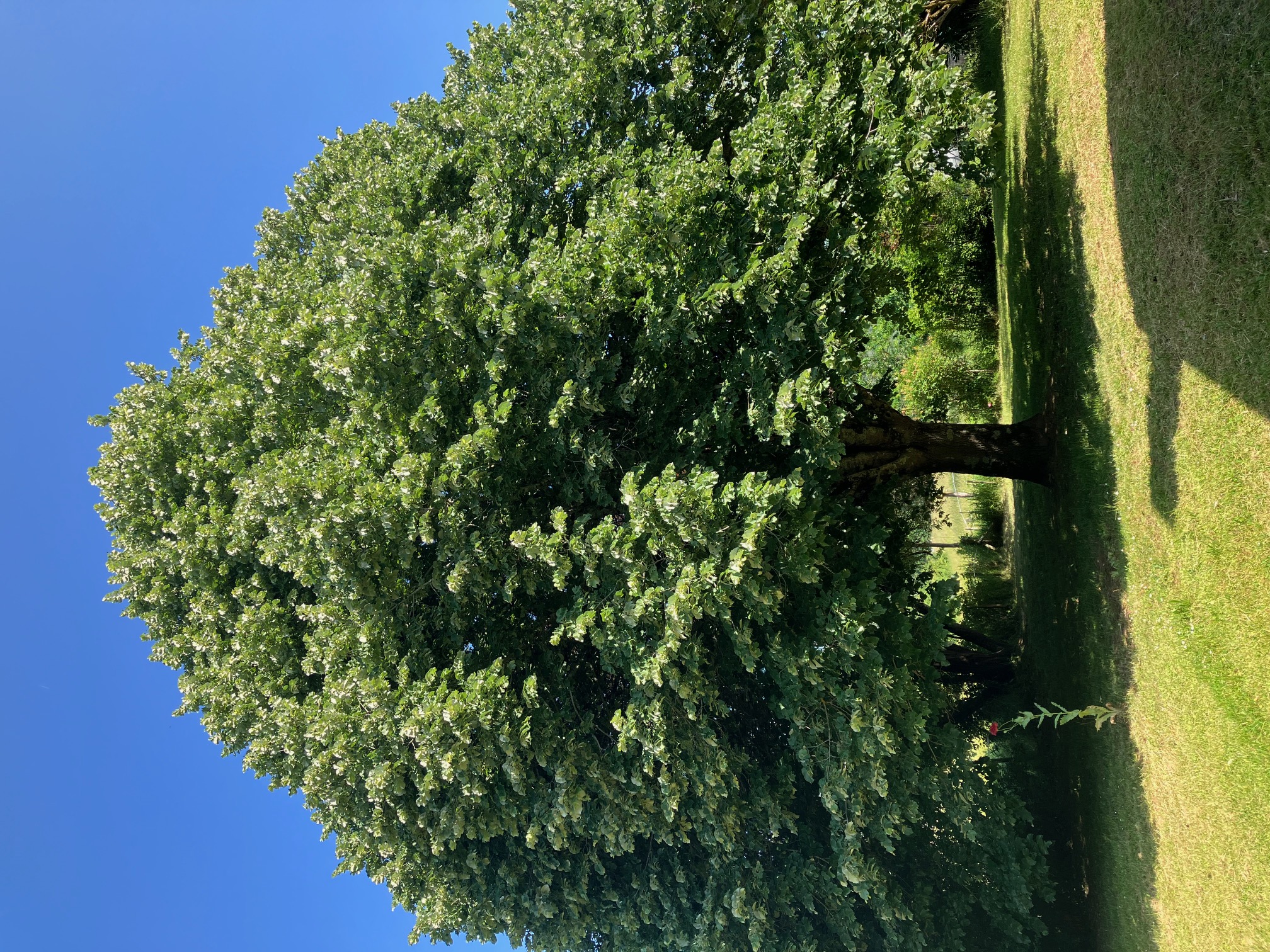 La Maison au tilleul, Creysse - photo 12