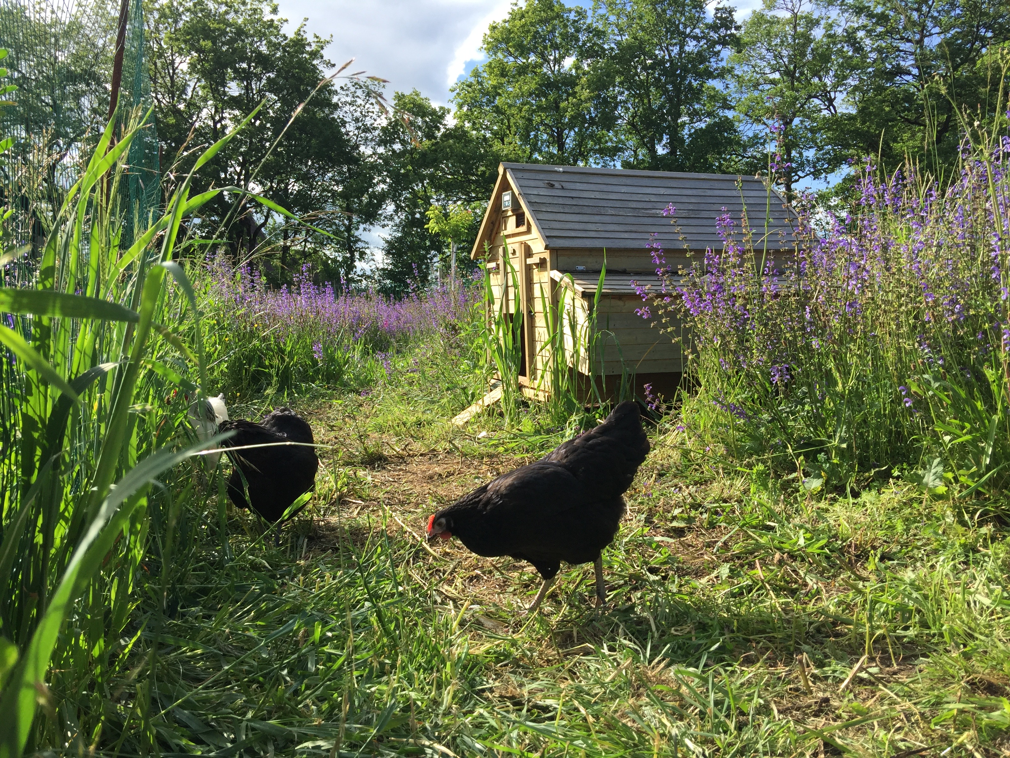 Tente Safari "Pèlerin", Montamel - photo 11