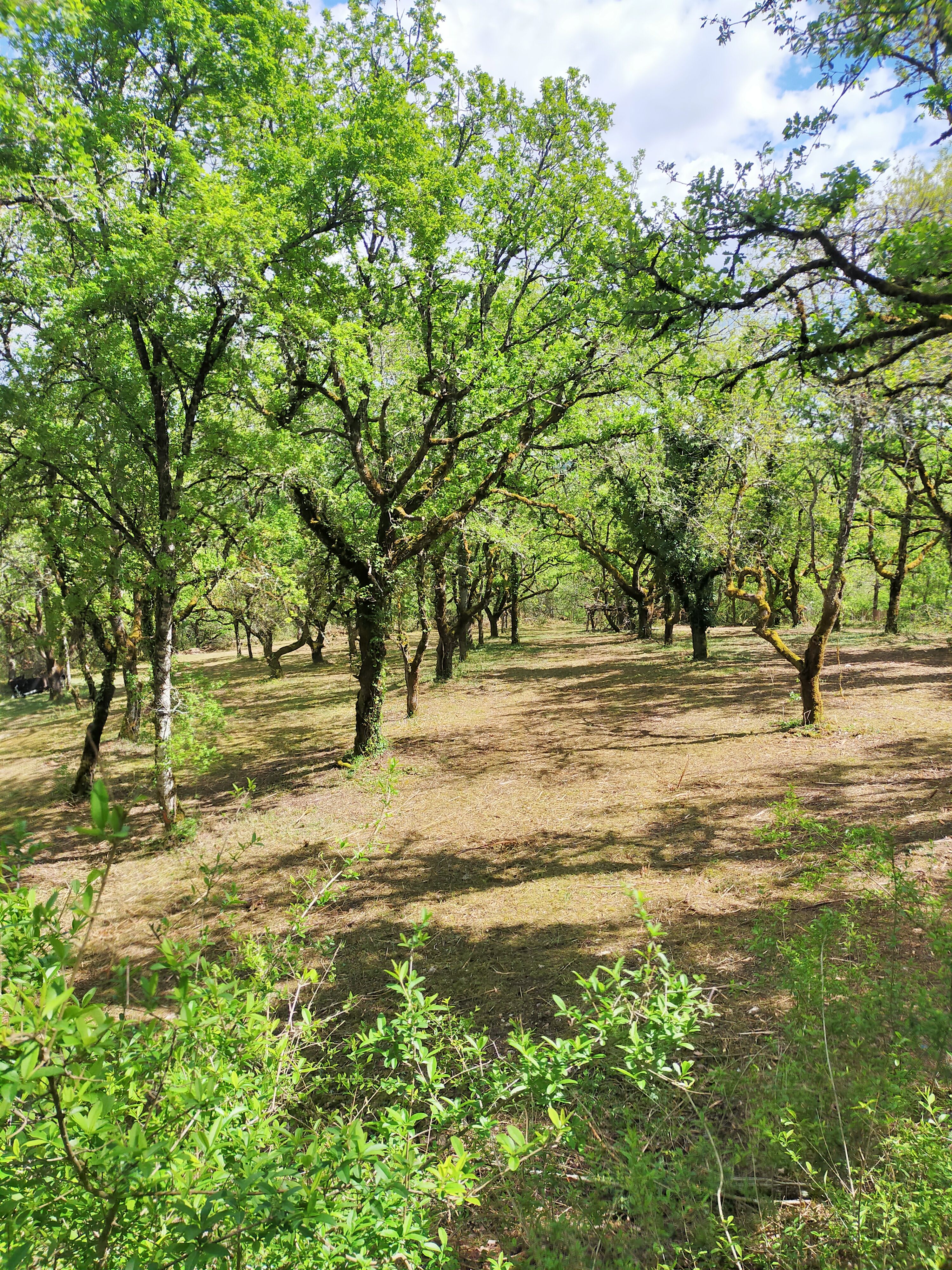 Camping Le Picouty, Payrac - photo 6