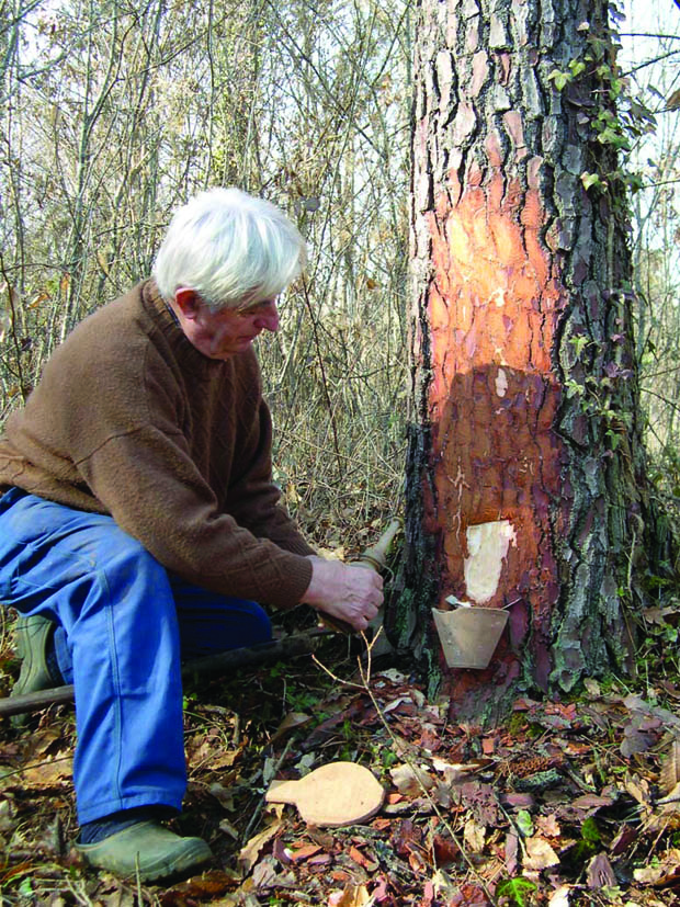 Au Coeur de la Châtaigneraie, Montcléra - photo 3