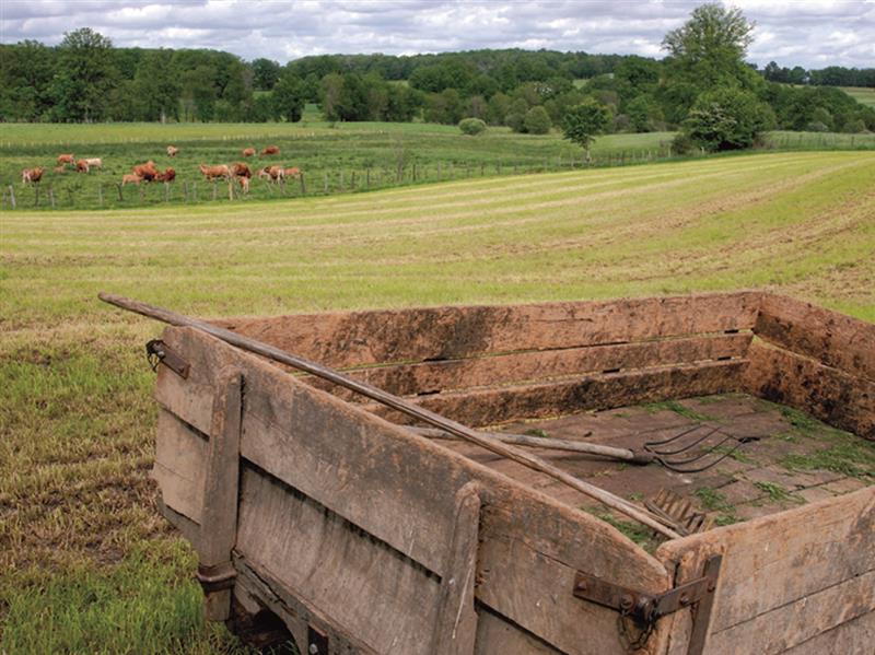 Paysage du Ségala : Vaches en Pâture