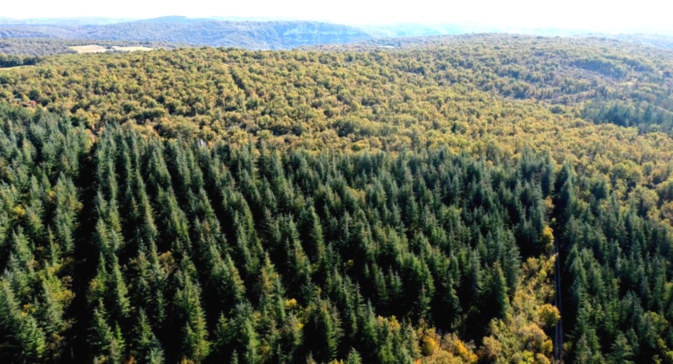 Déambulation forestière à Marcilhac-Sur-Célé — visuel événement