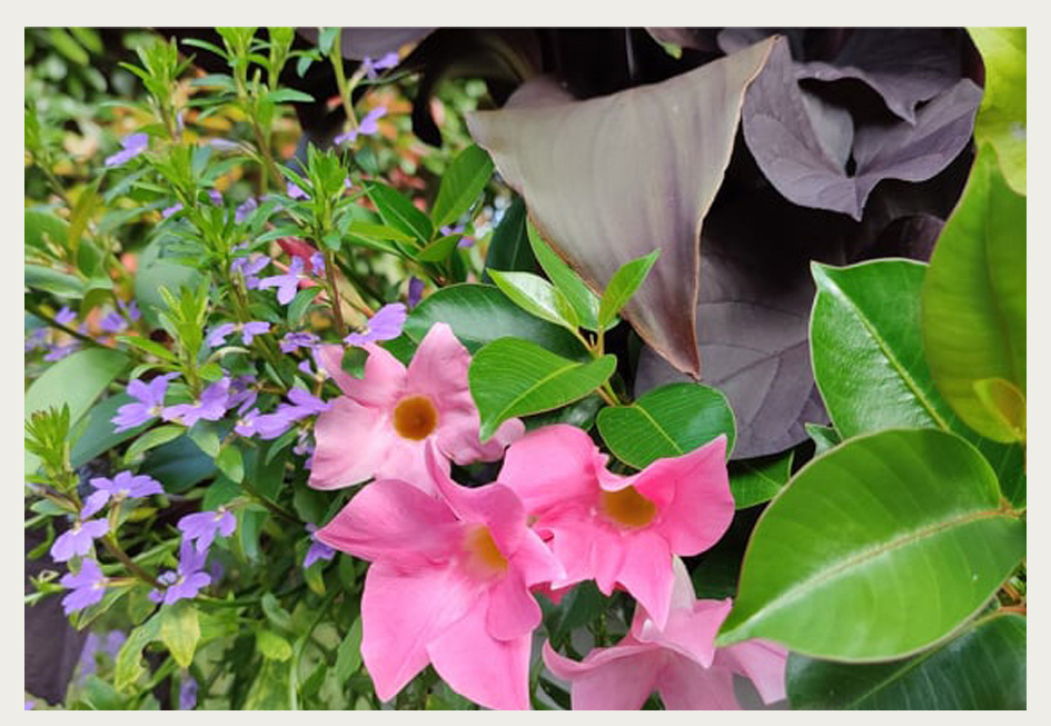 Atelier "créer sa jardinière d'été" aux pépinières Passedat