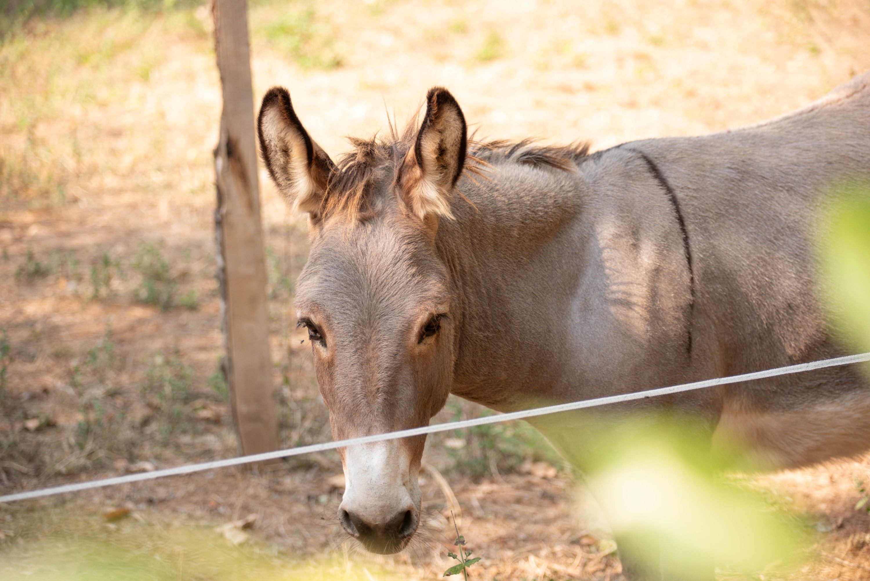 Ferme pédagogiques Les petits amis d'Hippolyte