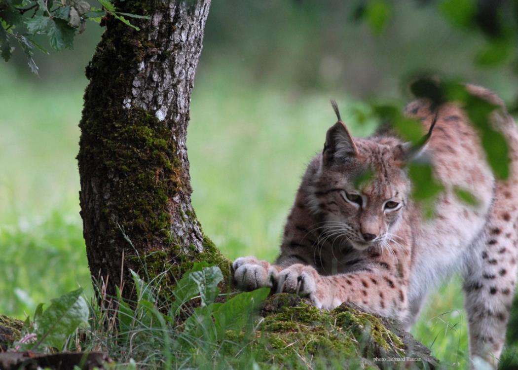 Lynx