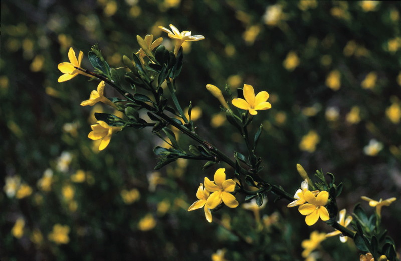 Le Jasmin Sous Arbrisseau